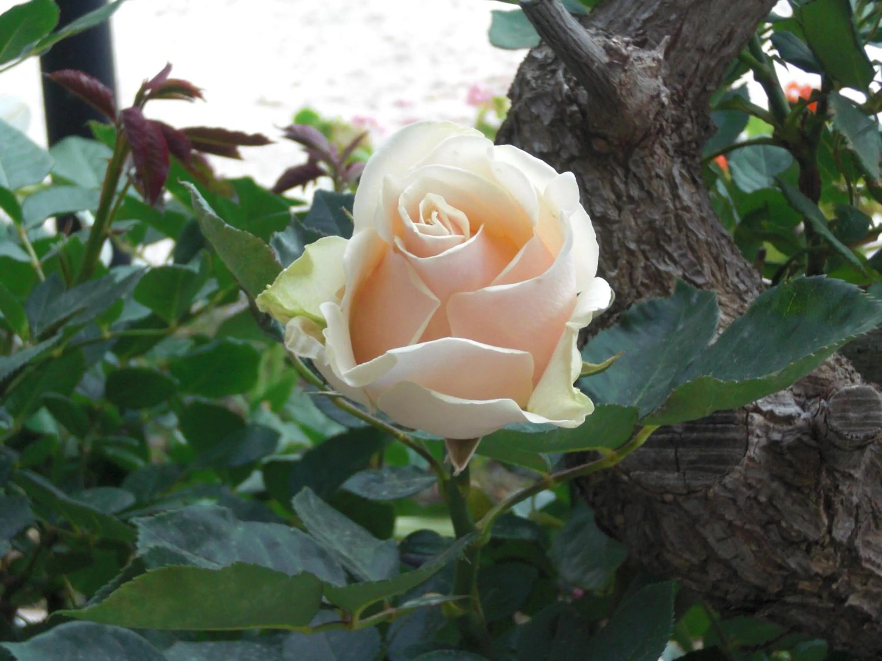 Garden in Esperides Hotel