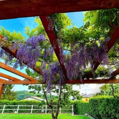 Garden in Albergo Torre