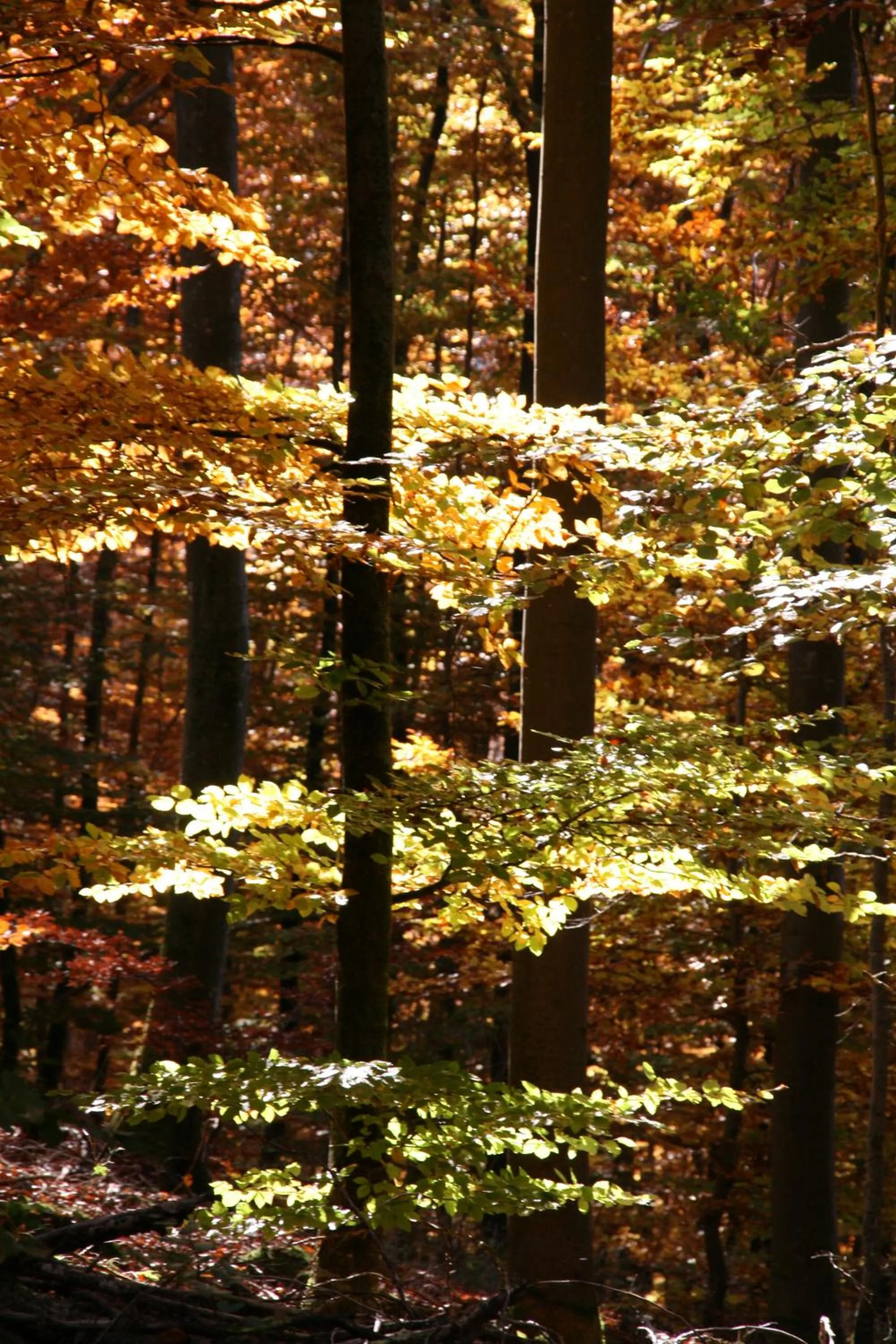 Sontheimer Wirtshäusle