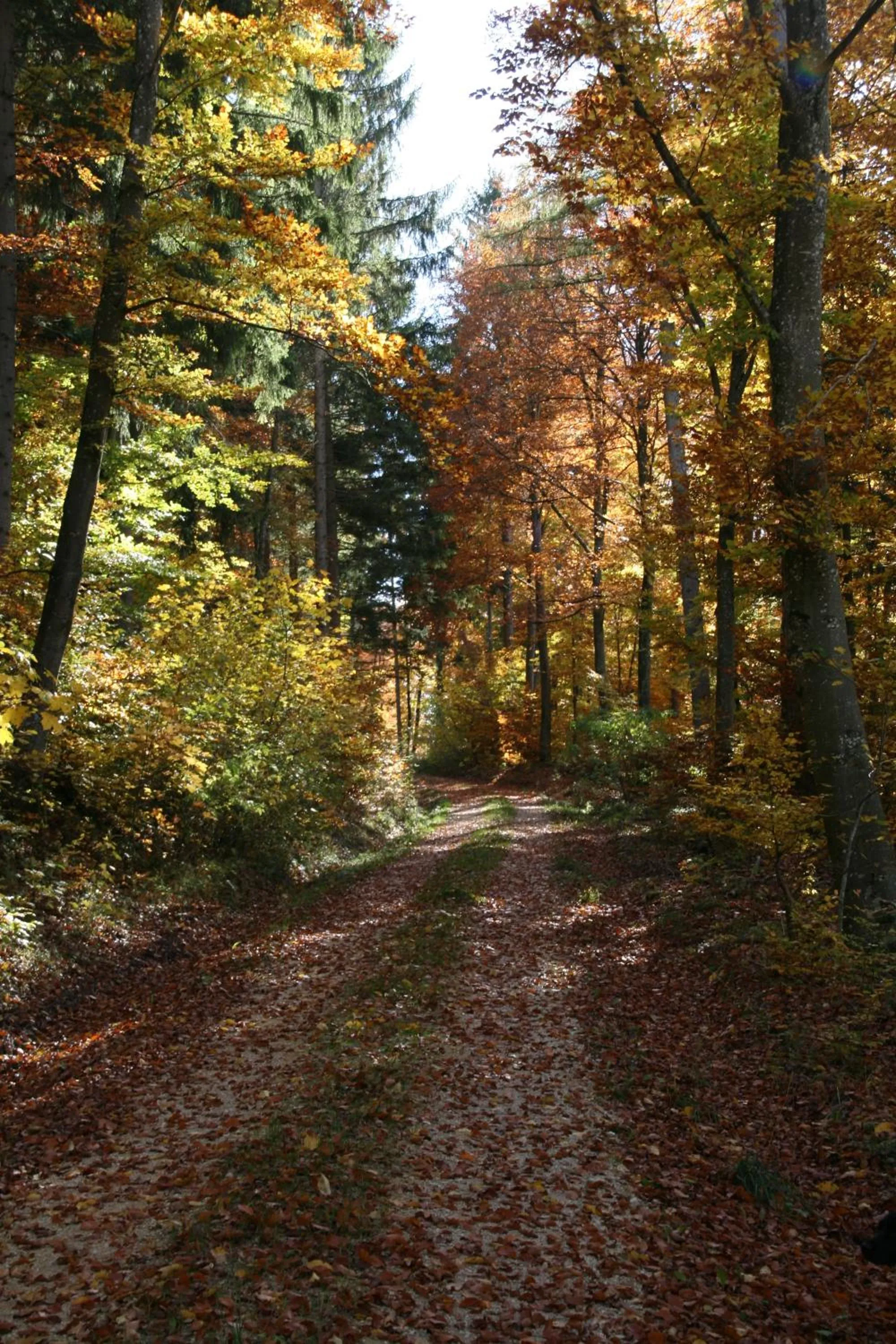 Sontheimer Wirtshäusle