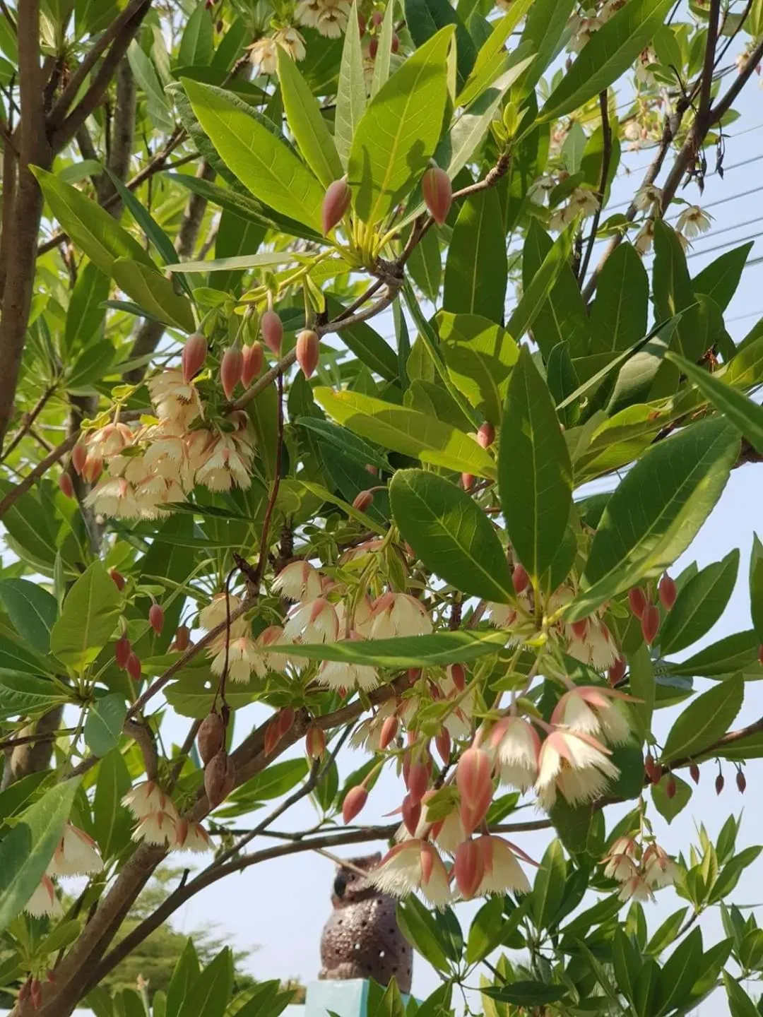 The Moonlight Resort