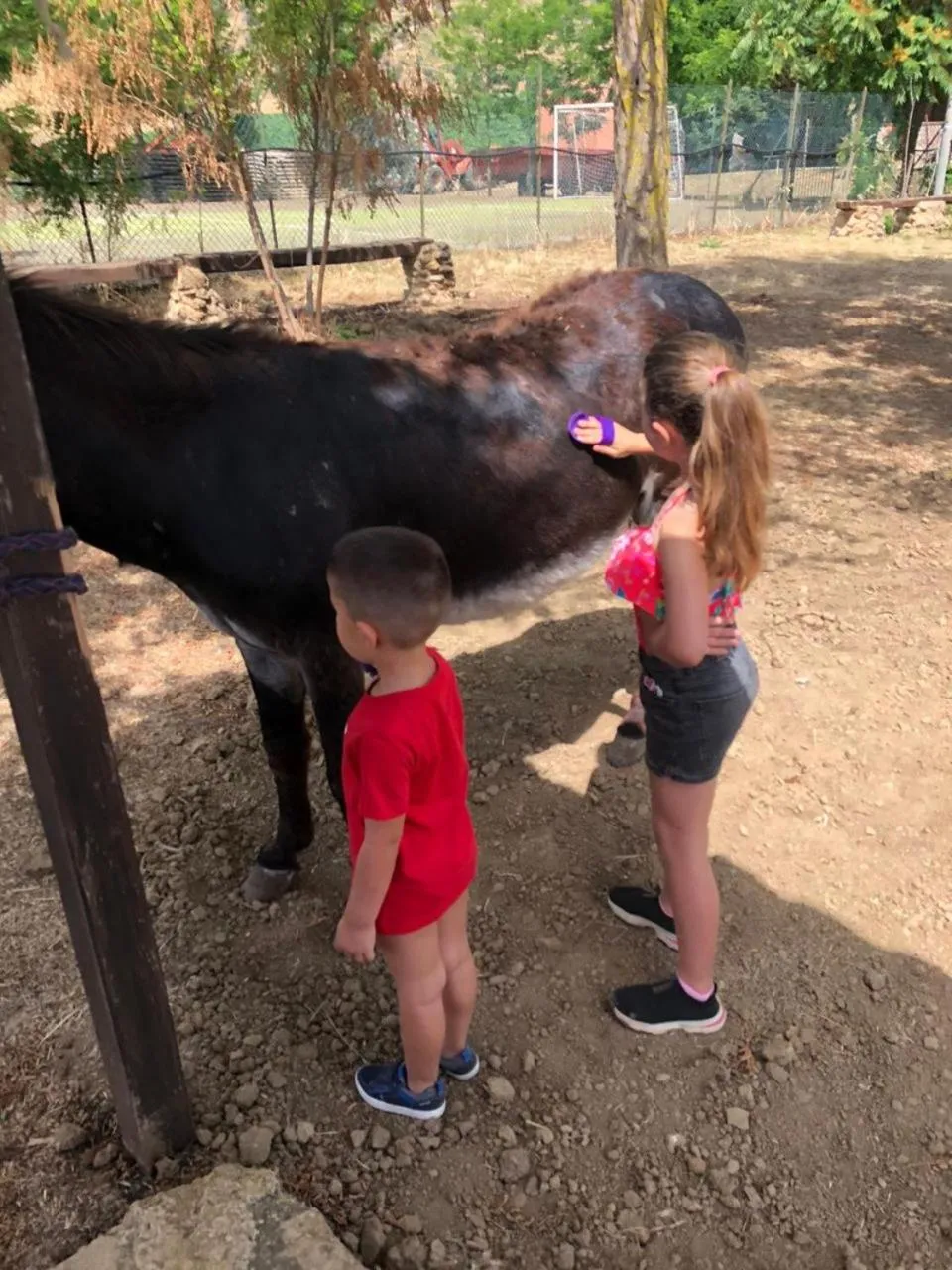 Animals in Colle San Mauro