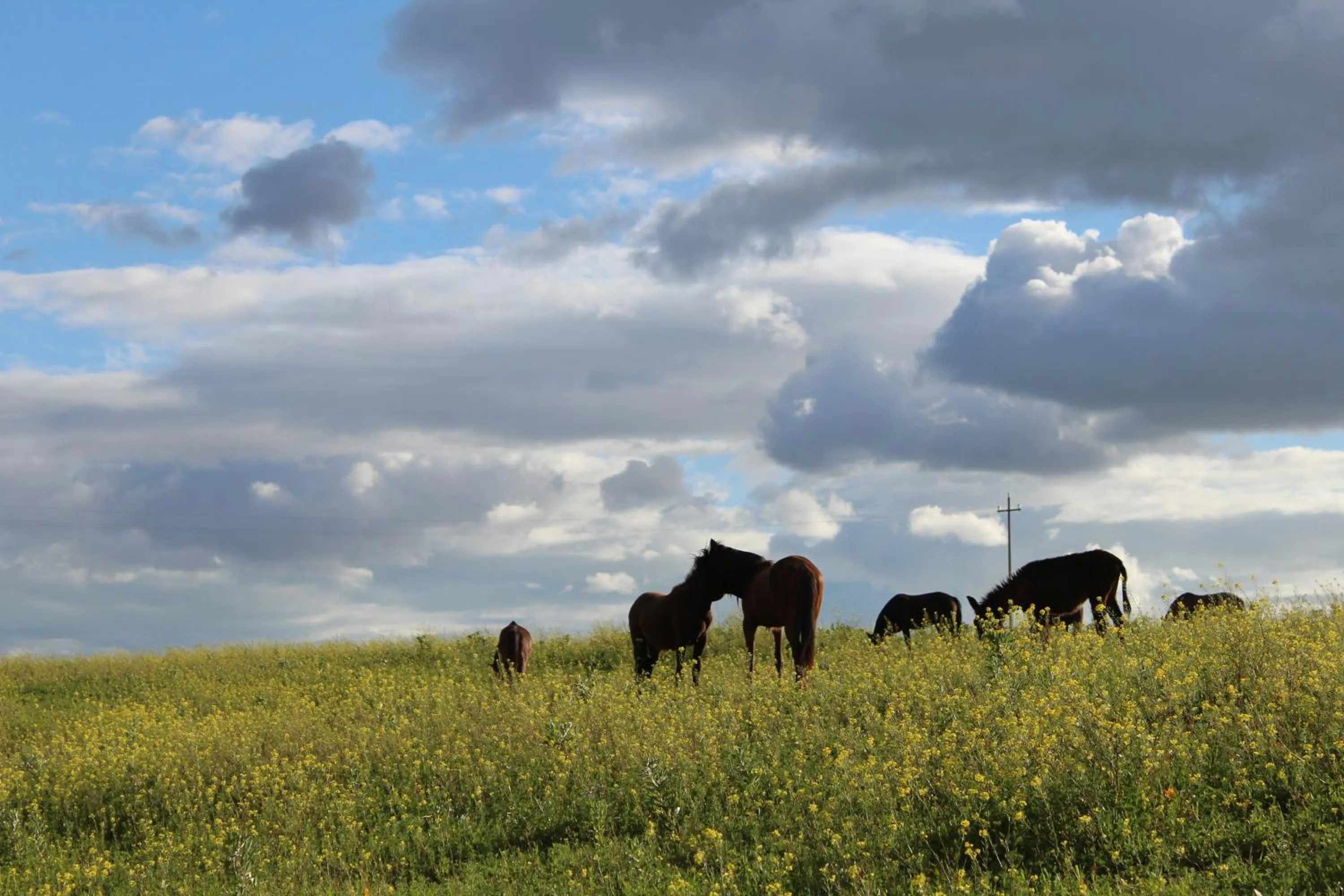 Horse-riding in Colle San Mauro