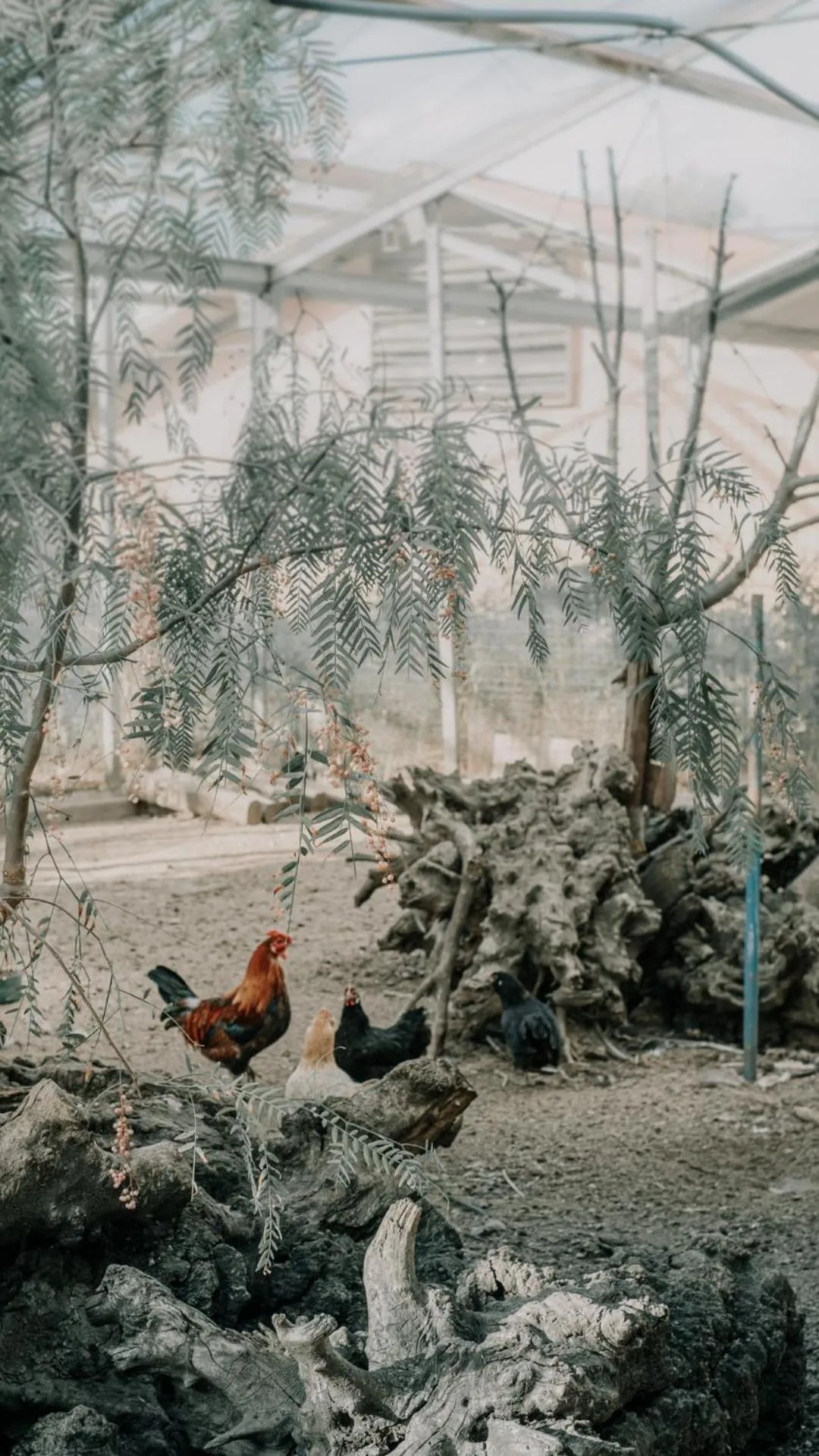 Animals in Colle San Mauro