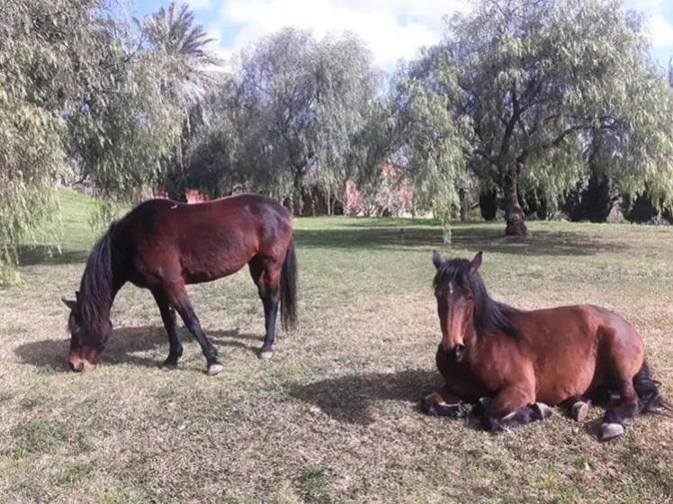 Horse-riding in Colle San Mauro