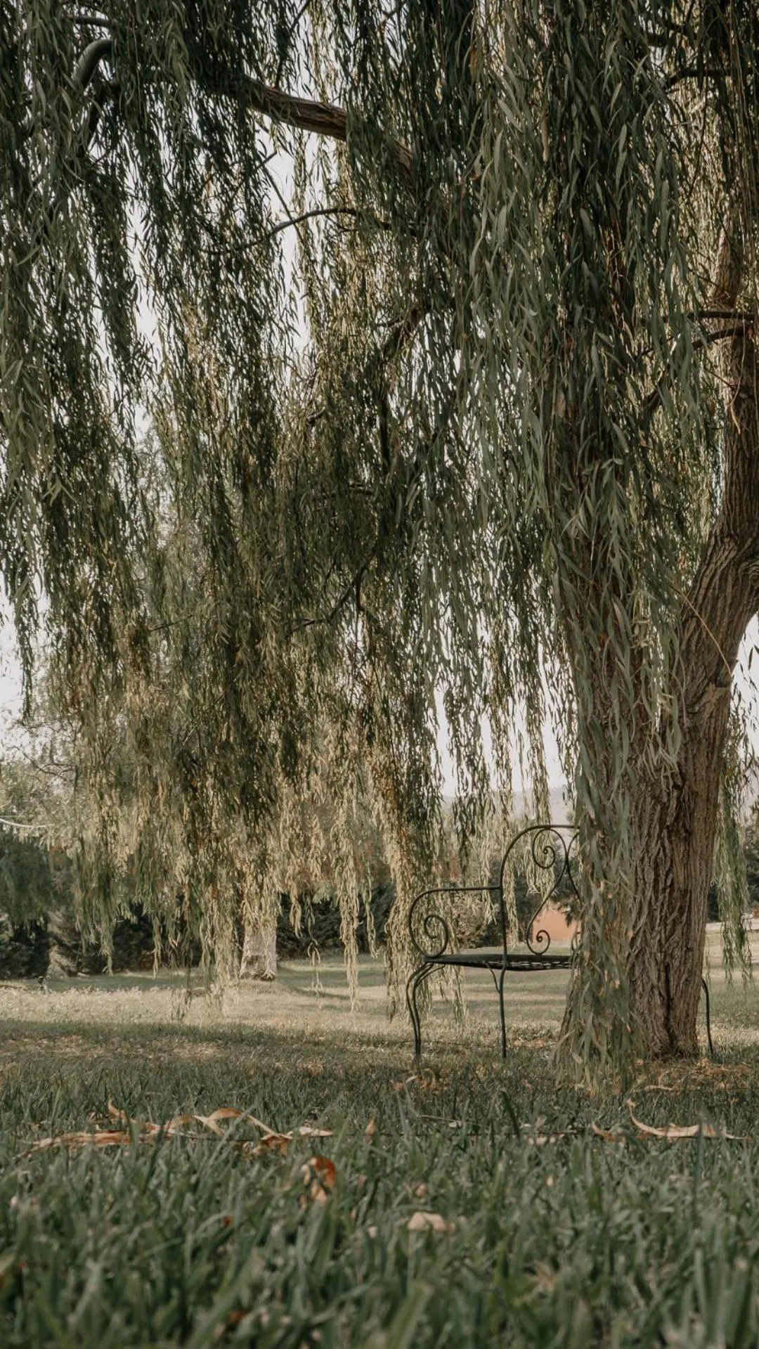 Garden in Colle San Mauro