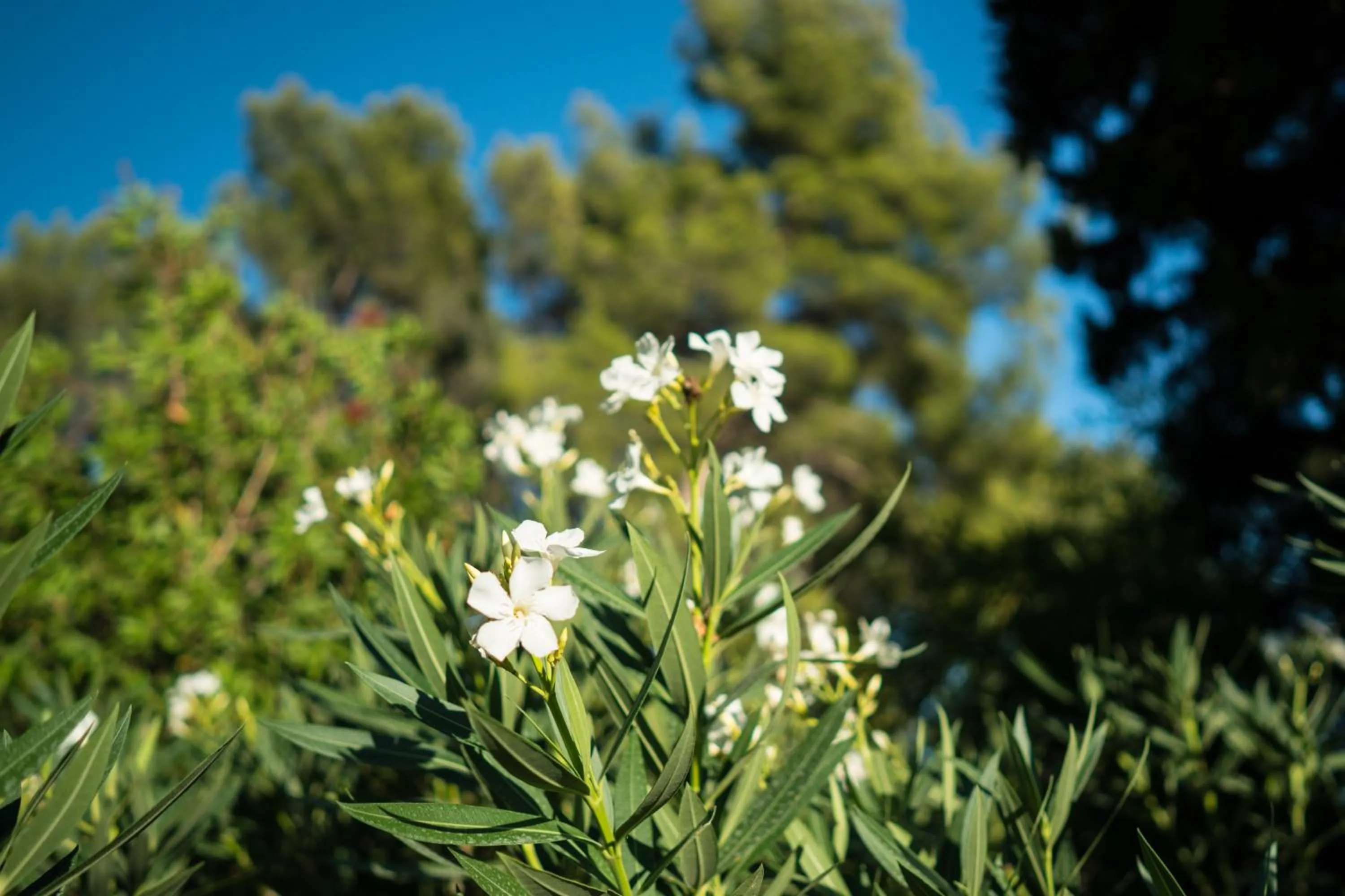 Garden in Domaine de Saint Clair