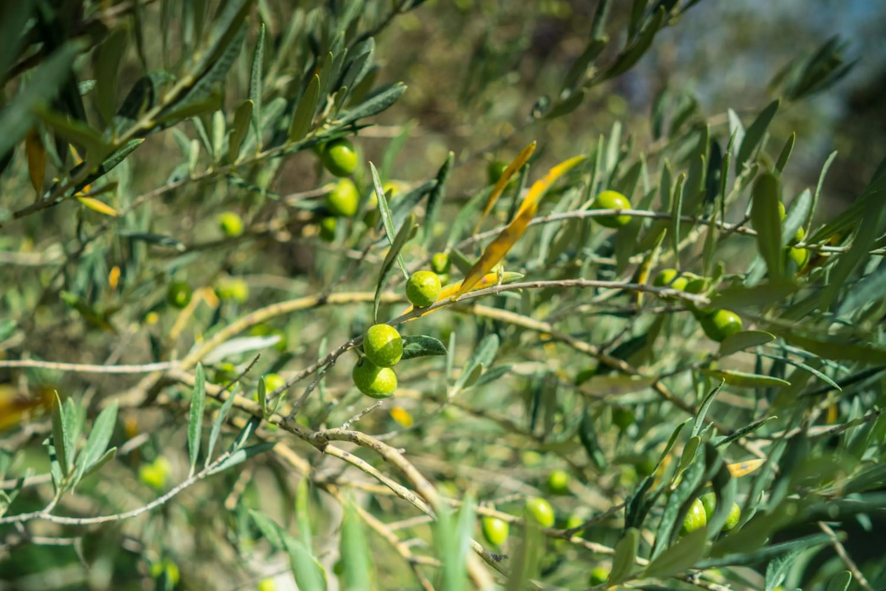 Garden in Domaine de Saint Clair