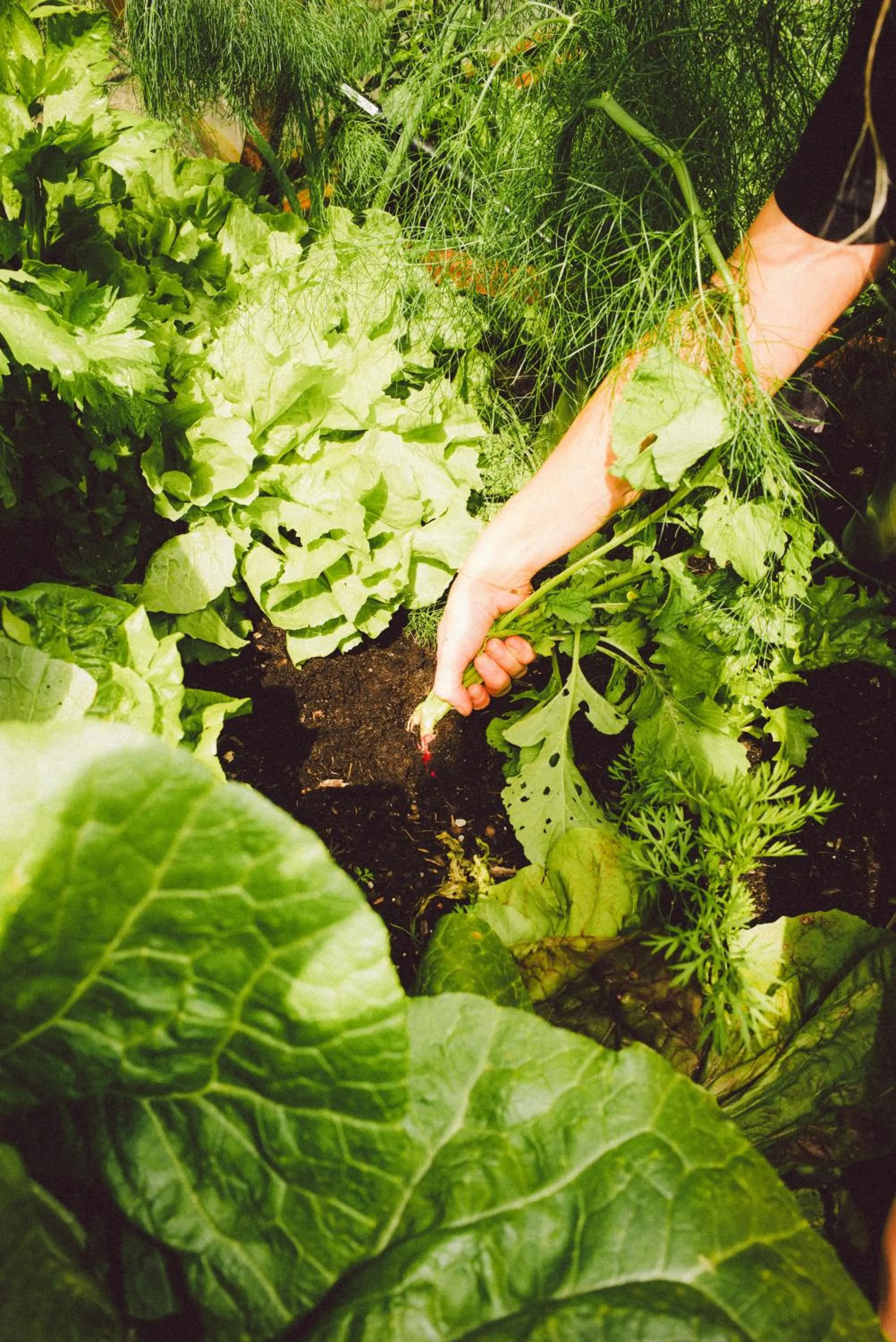 Garden in Heimspitze - Alpenhotel & Wirtshaus