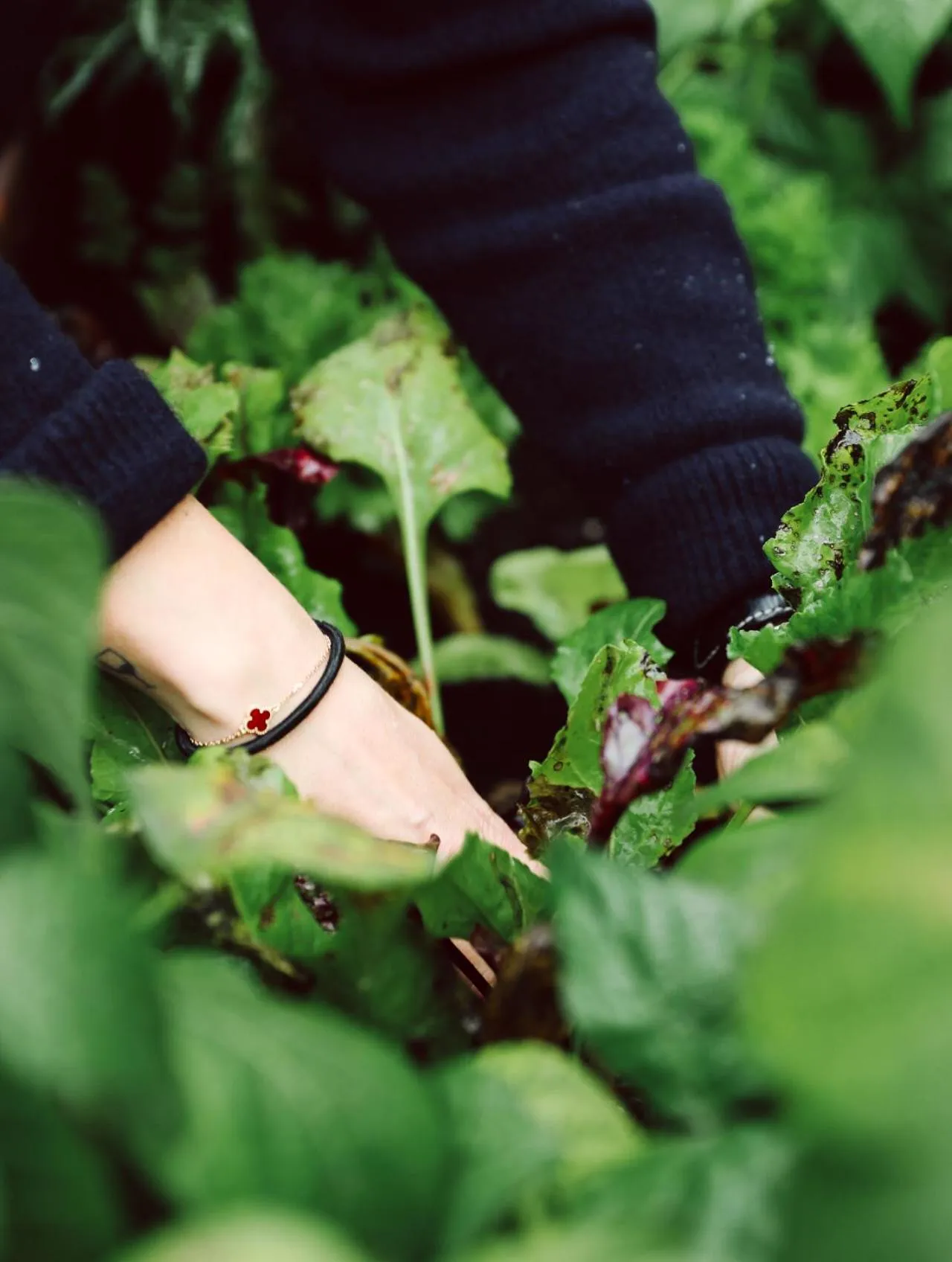 Garden in Heimspitze - Alpenhotel & Wirtshaus