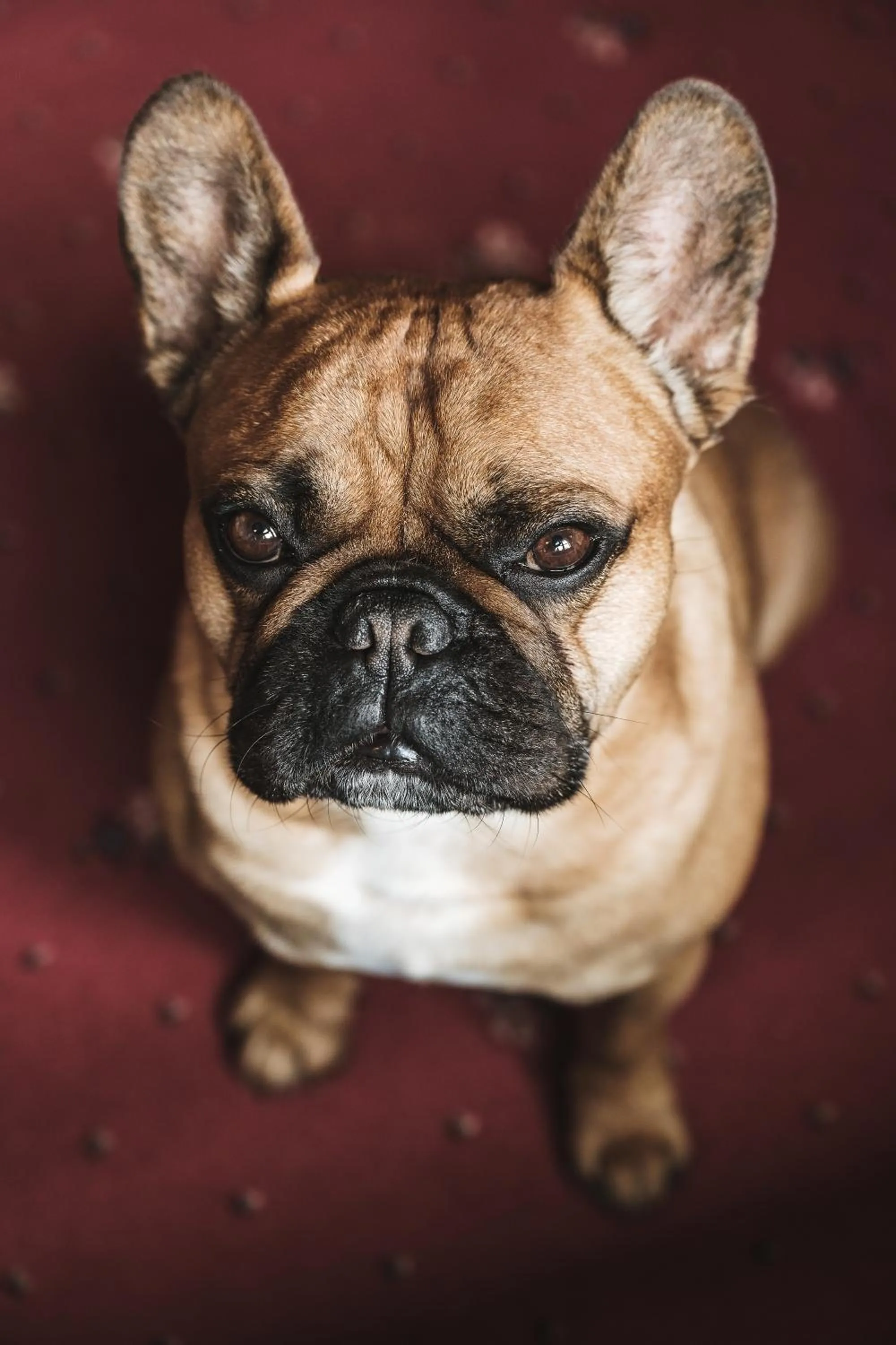 Pets in Heimspitze - Alpenhotel & Wirtshaus