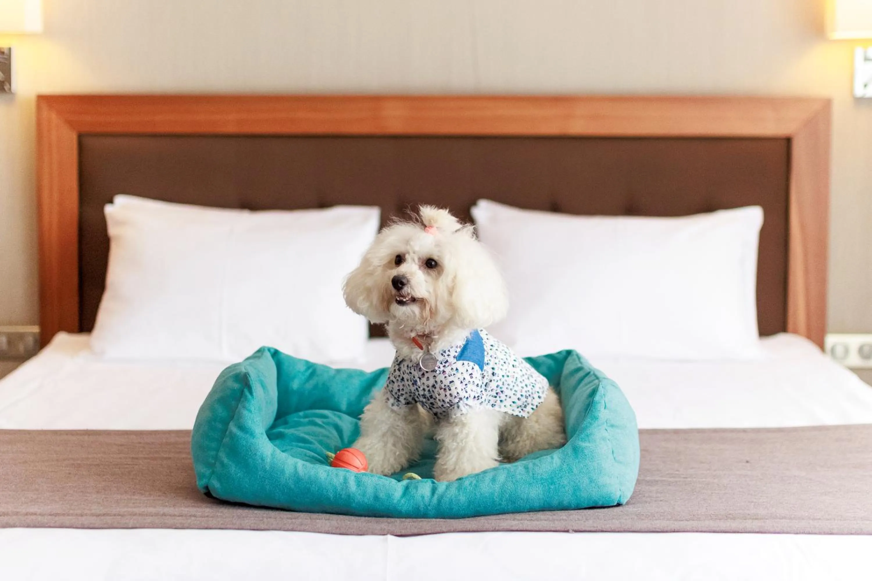 Animals, Bed in Taurus City Hotel