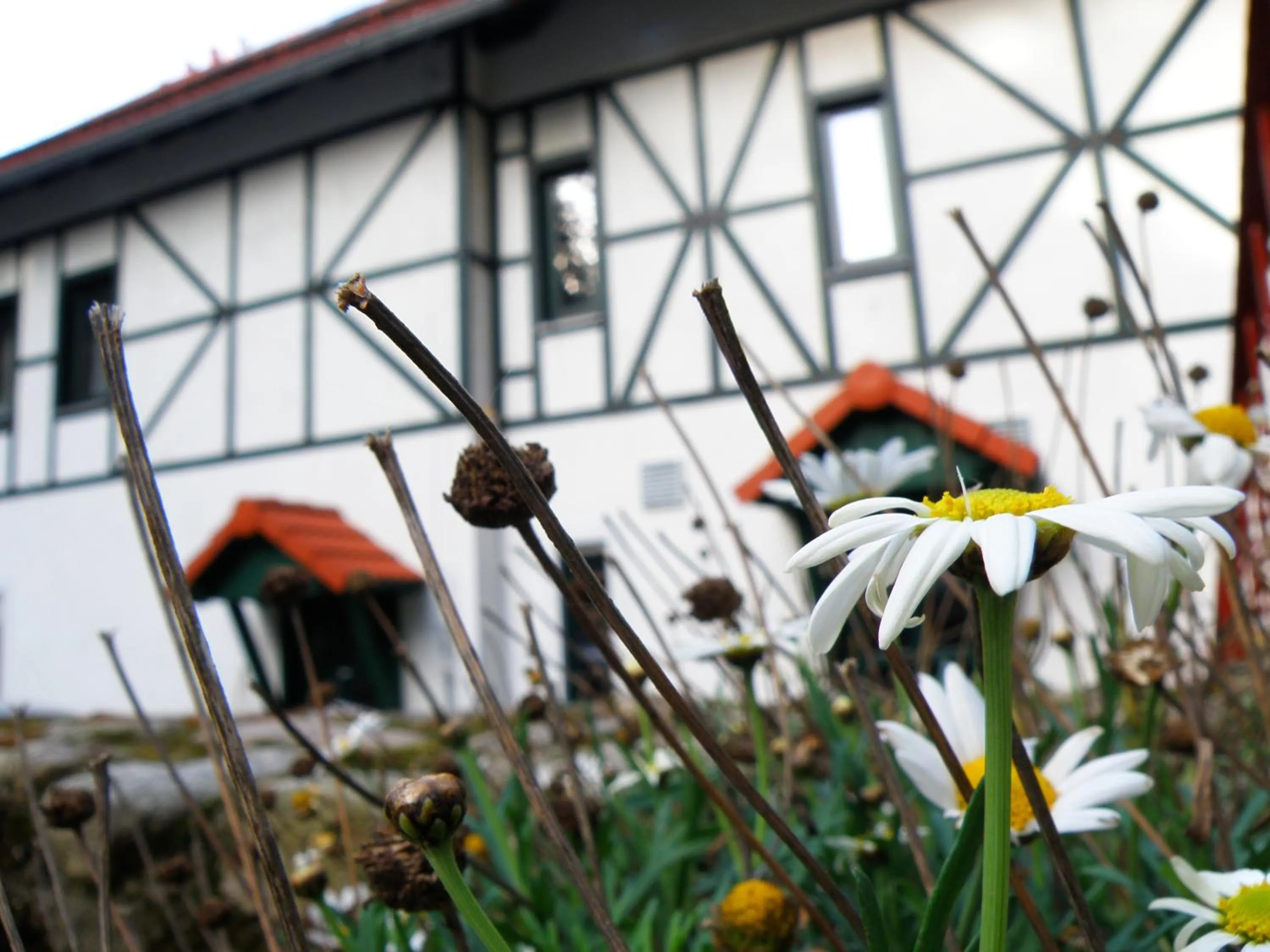 Decorative detail in Dom Potok