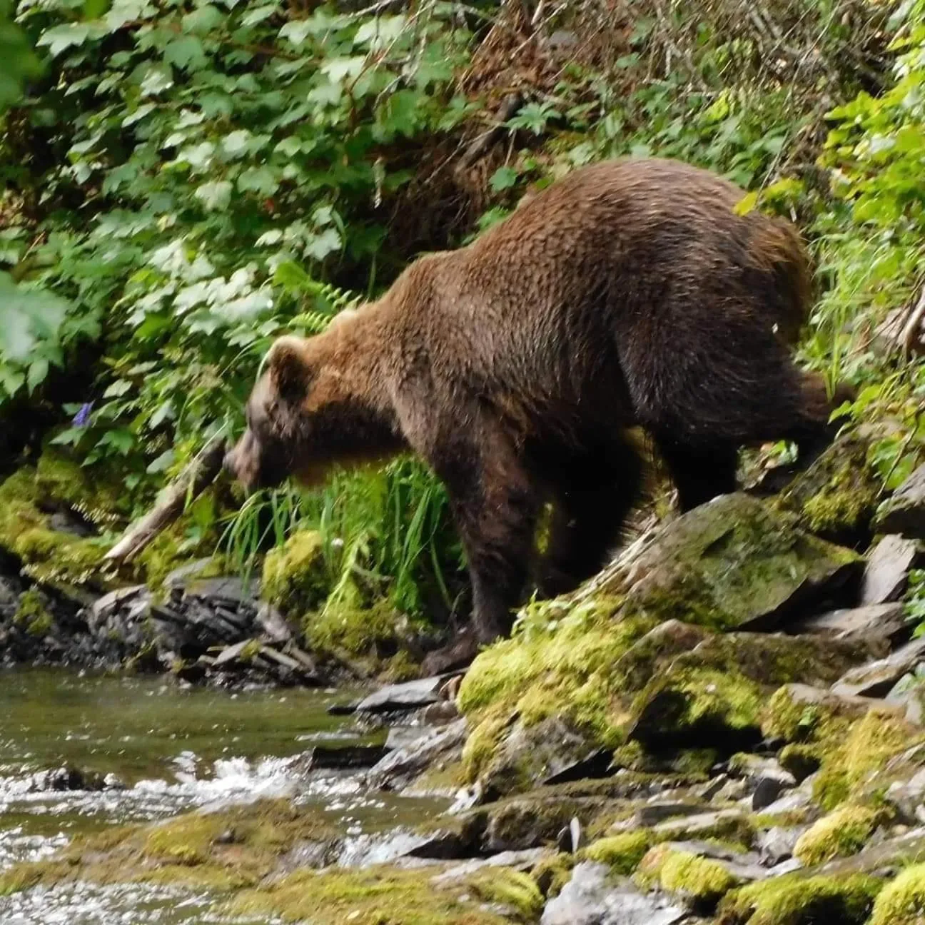 Natural landscape in Gwin's Lodge & Roadhouse