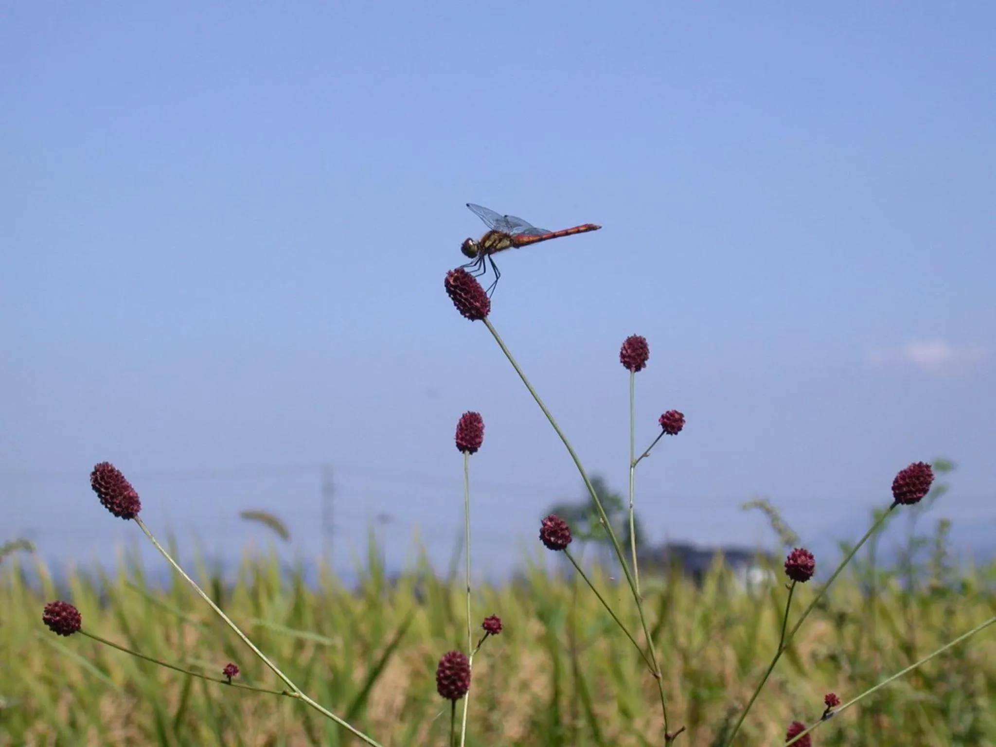 Autumn in Canadian Loghouse Inn AzuminoYujin
