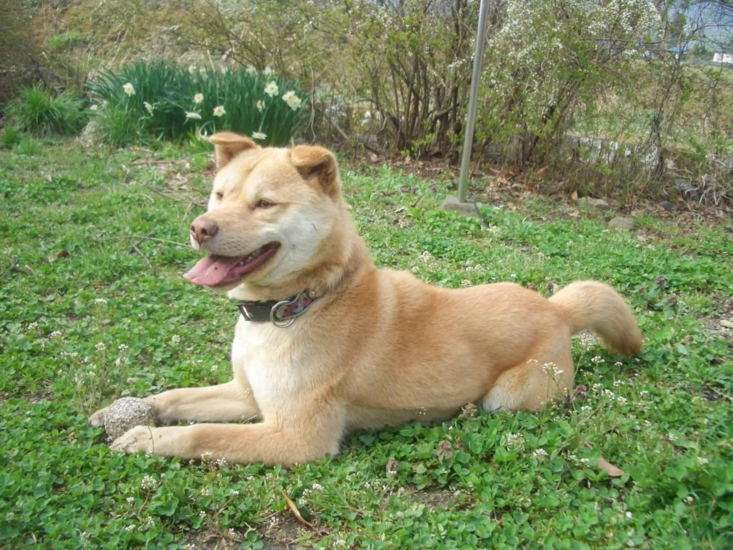 Pets in Canadian Loghouse Inn AzuminoYujin