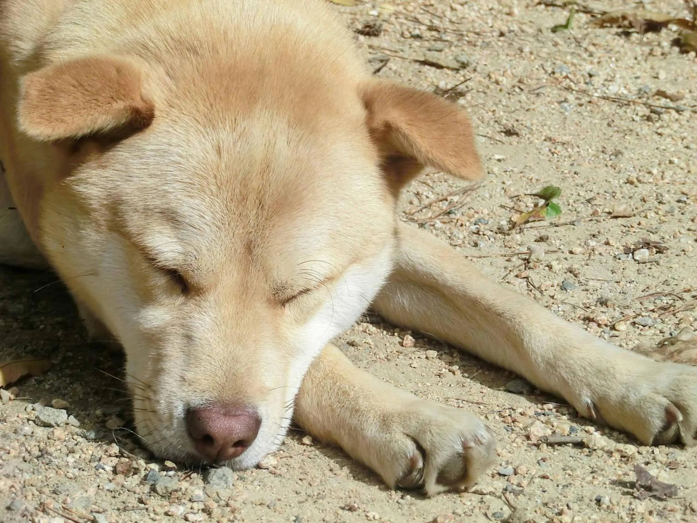 Pets in Canadian Loghouse Inn AzuminoYujin