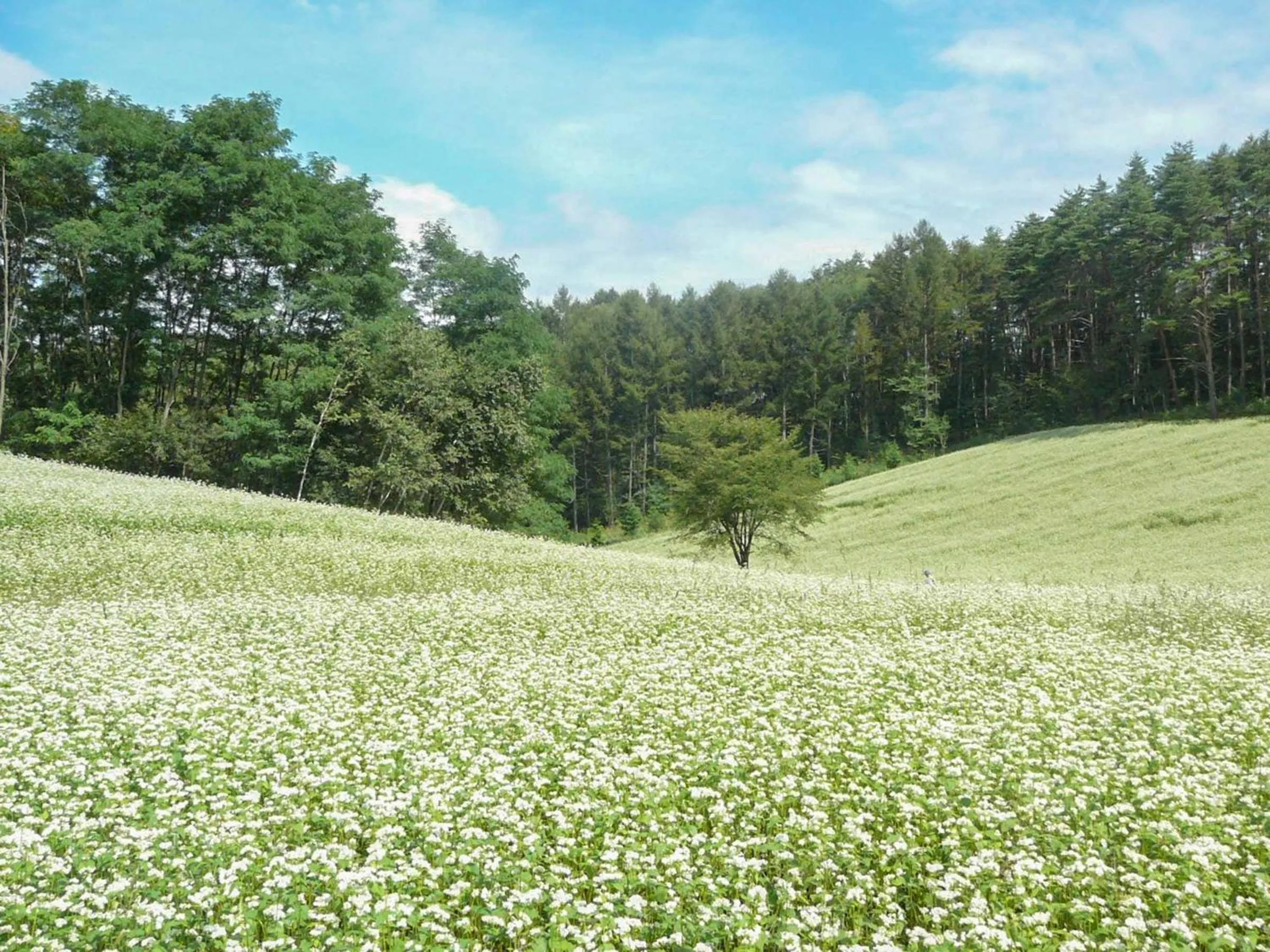 Off site in Canadian Loghouse Inn AzuminoYujin