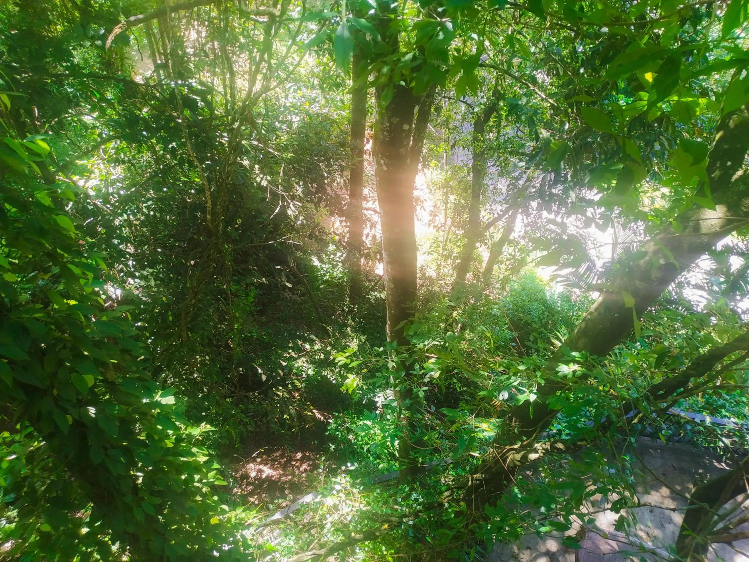 Natural landscape in Samadhi Nature Resort