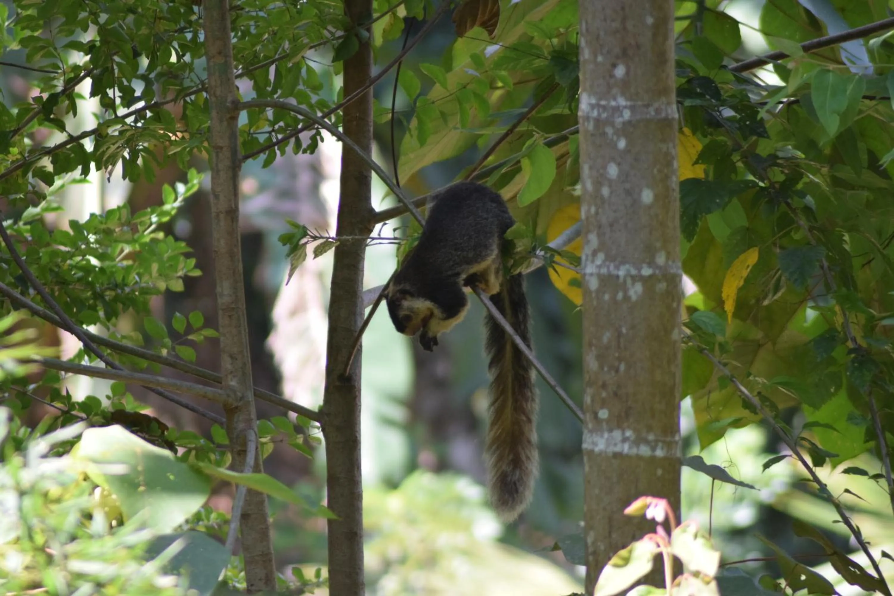 Samadhi Nature Resort