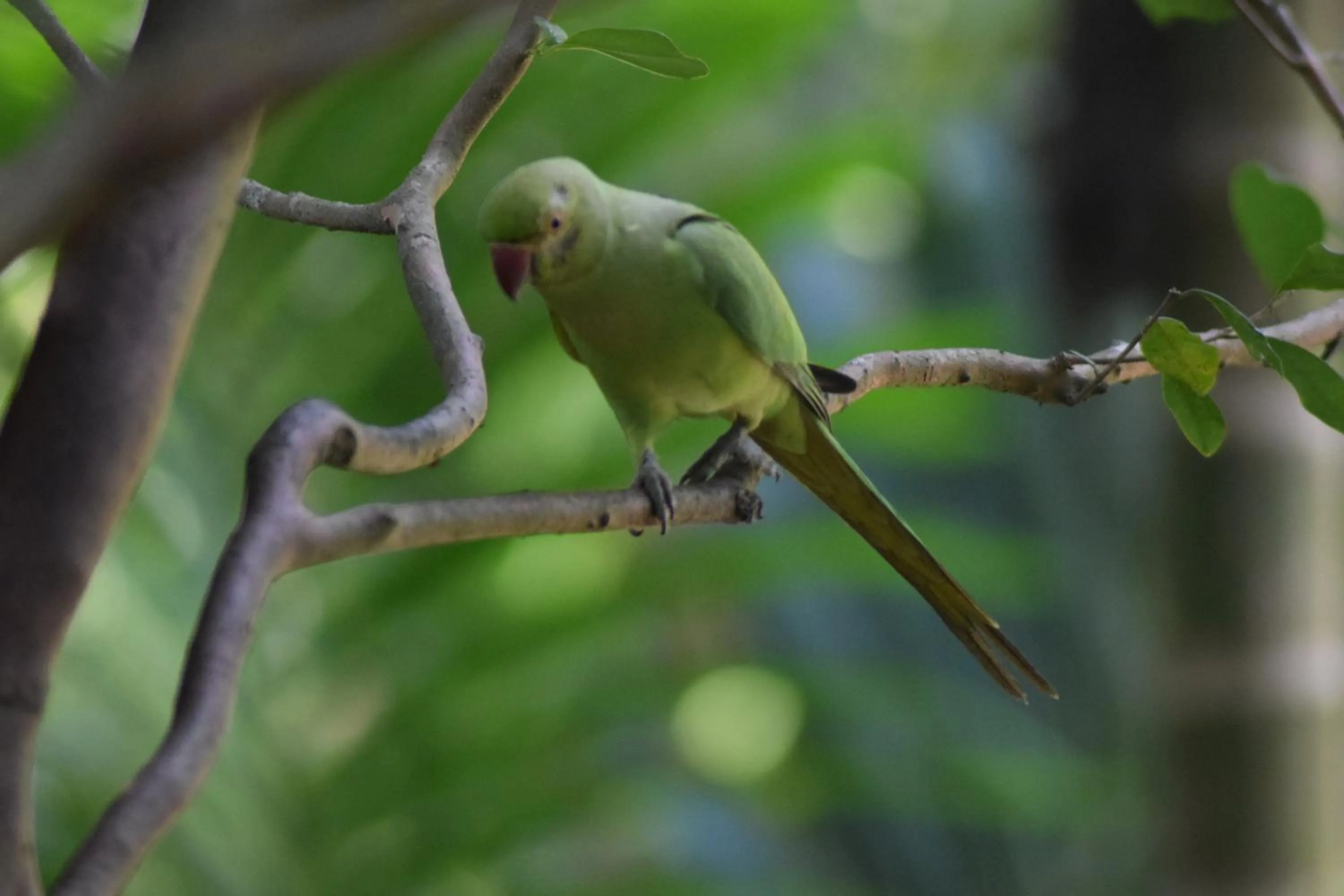 Samadhi Nature Resort