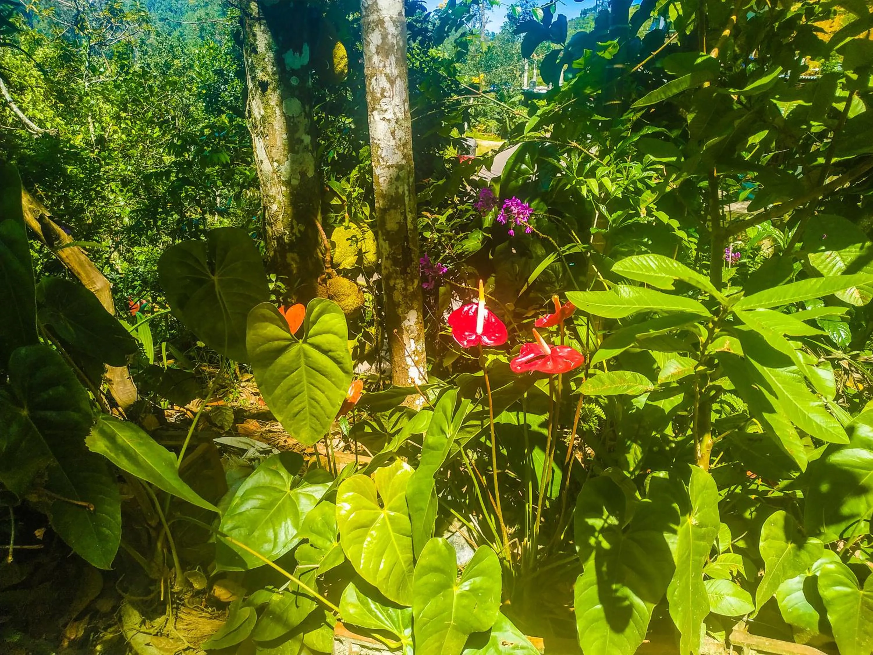 Samadhi Nature Resort