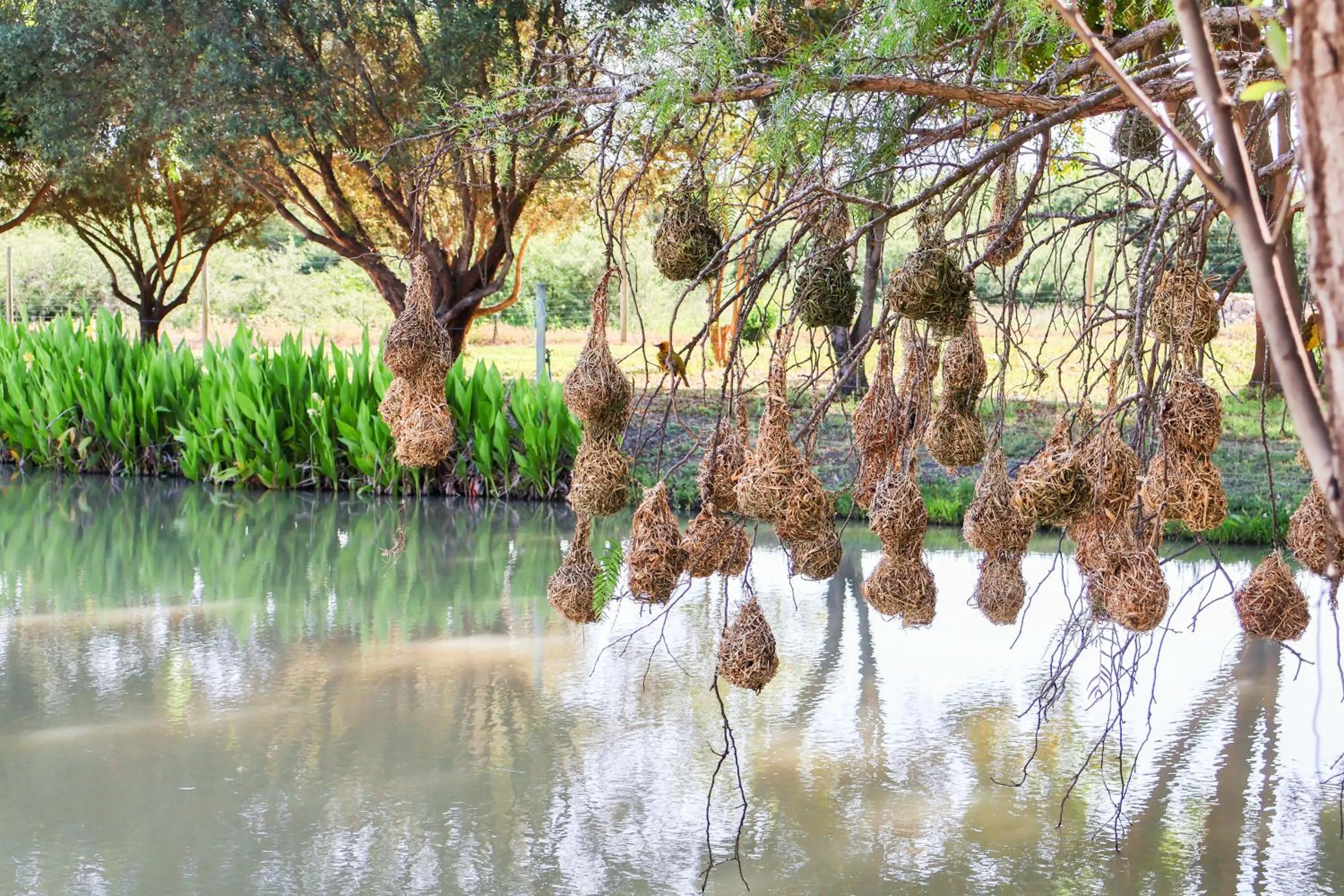 Day in De Old Drift Guest Farm