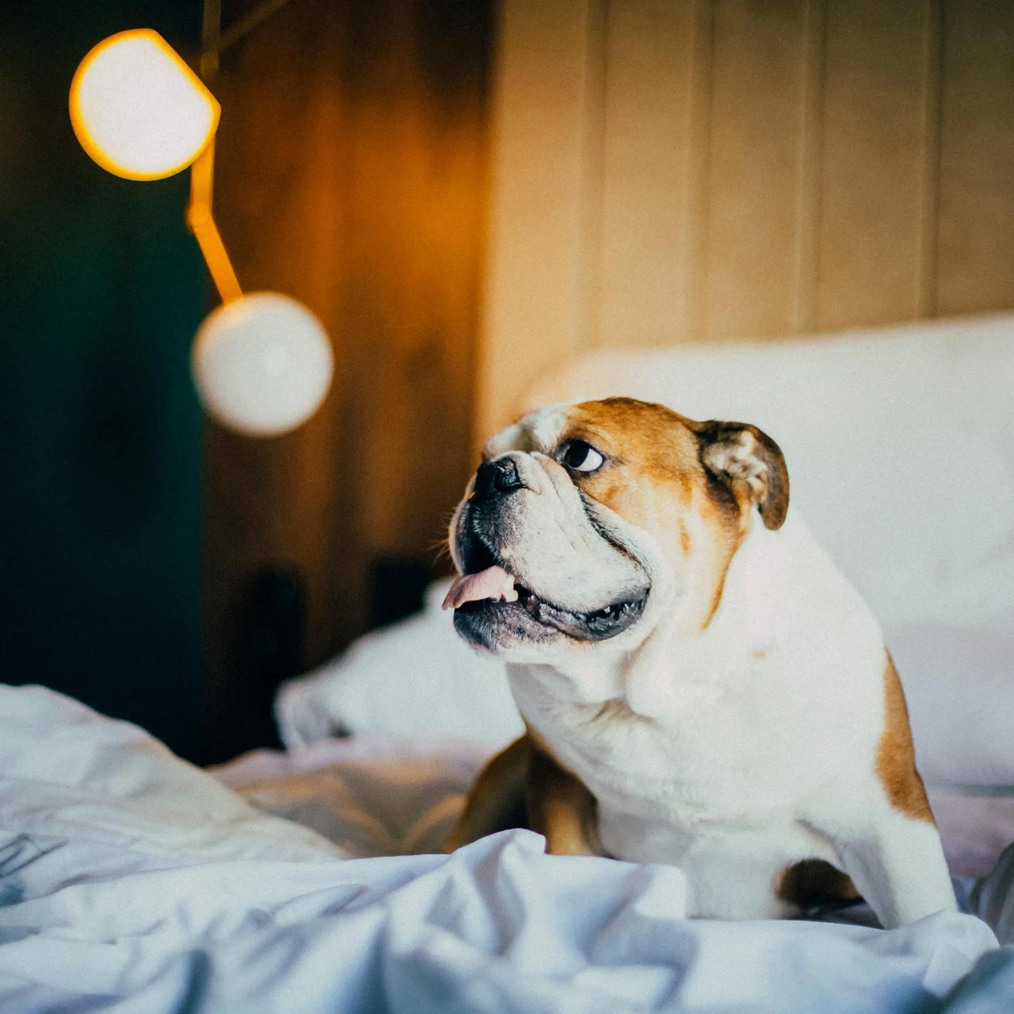 Animals, Bed in ICON Rosetó