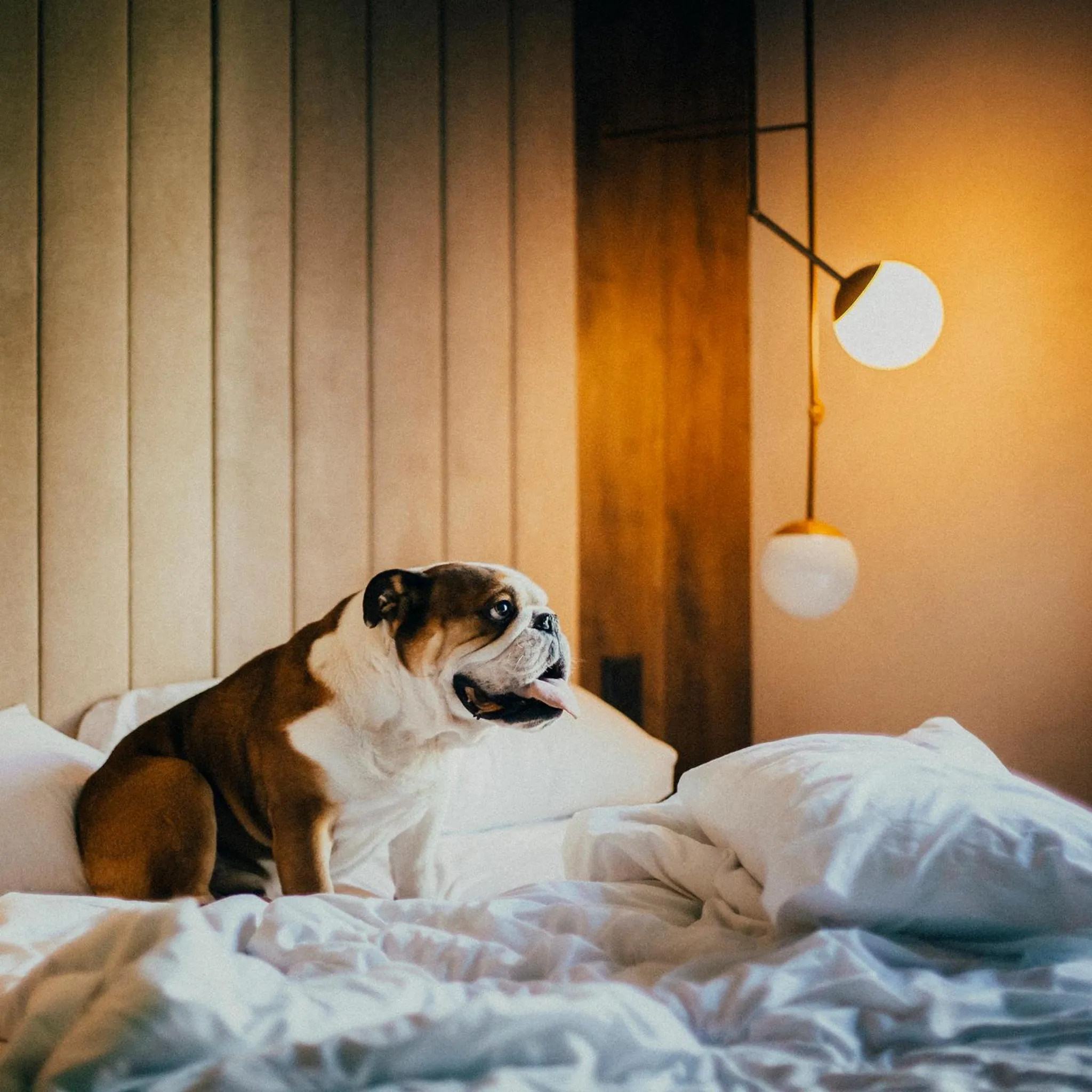 Animals, Bed in ICON Rosetó