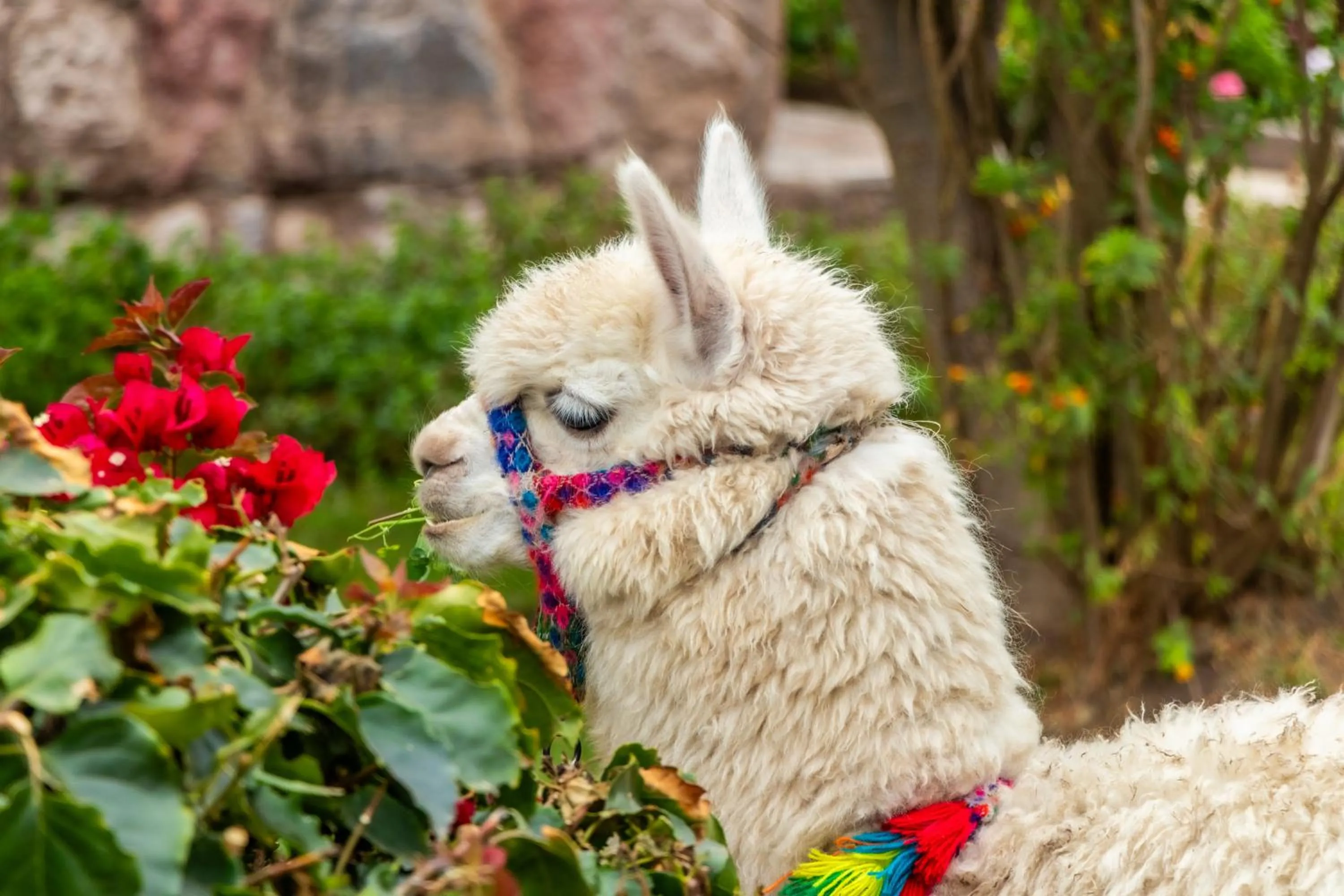 Garden in Sonesta Posadas del Inca - Valle Sagrado Yucay Urubamba