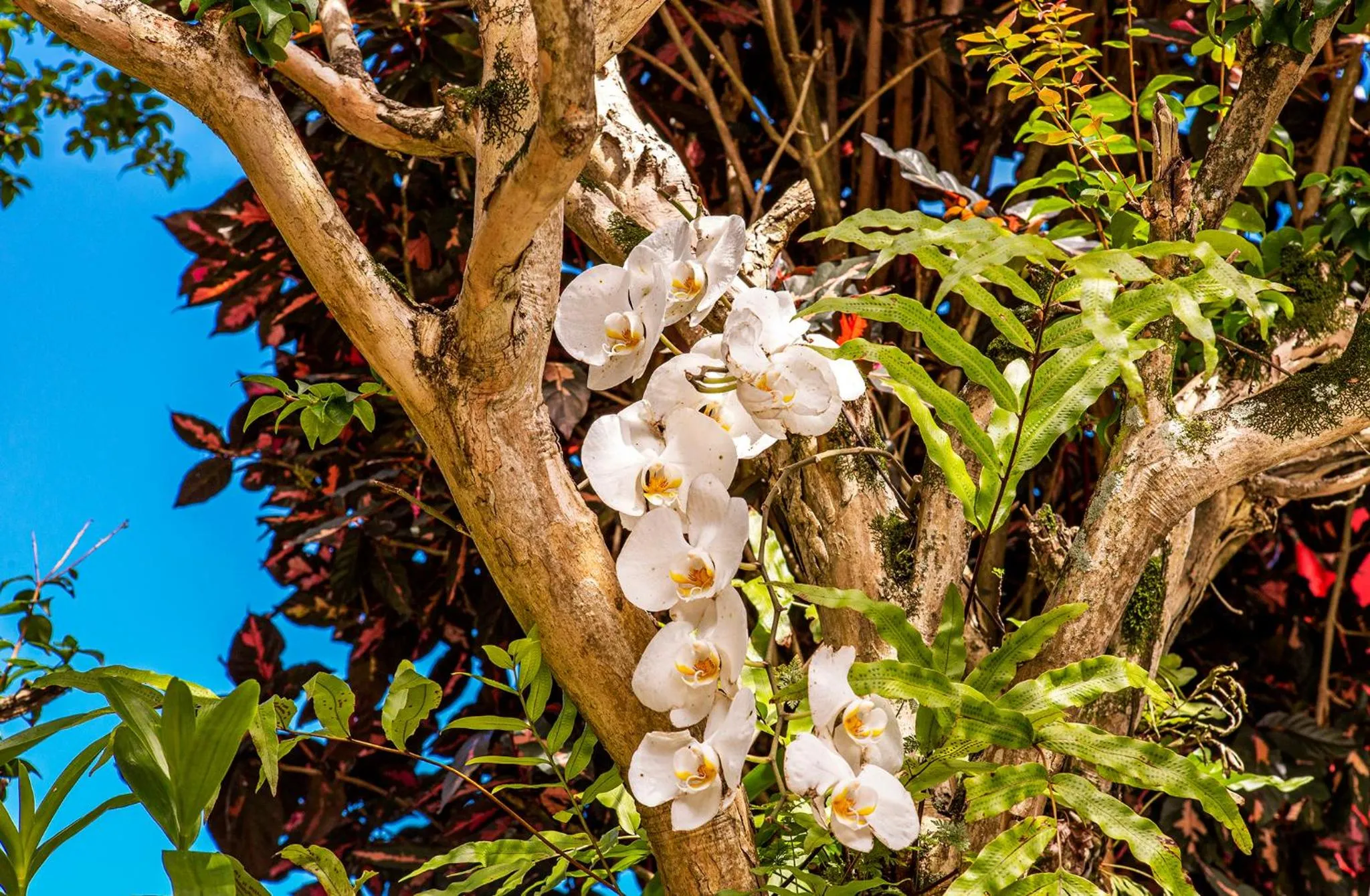 Garden in Pousada Recanto da Villa