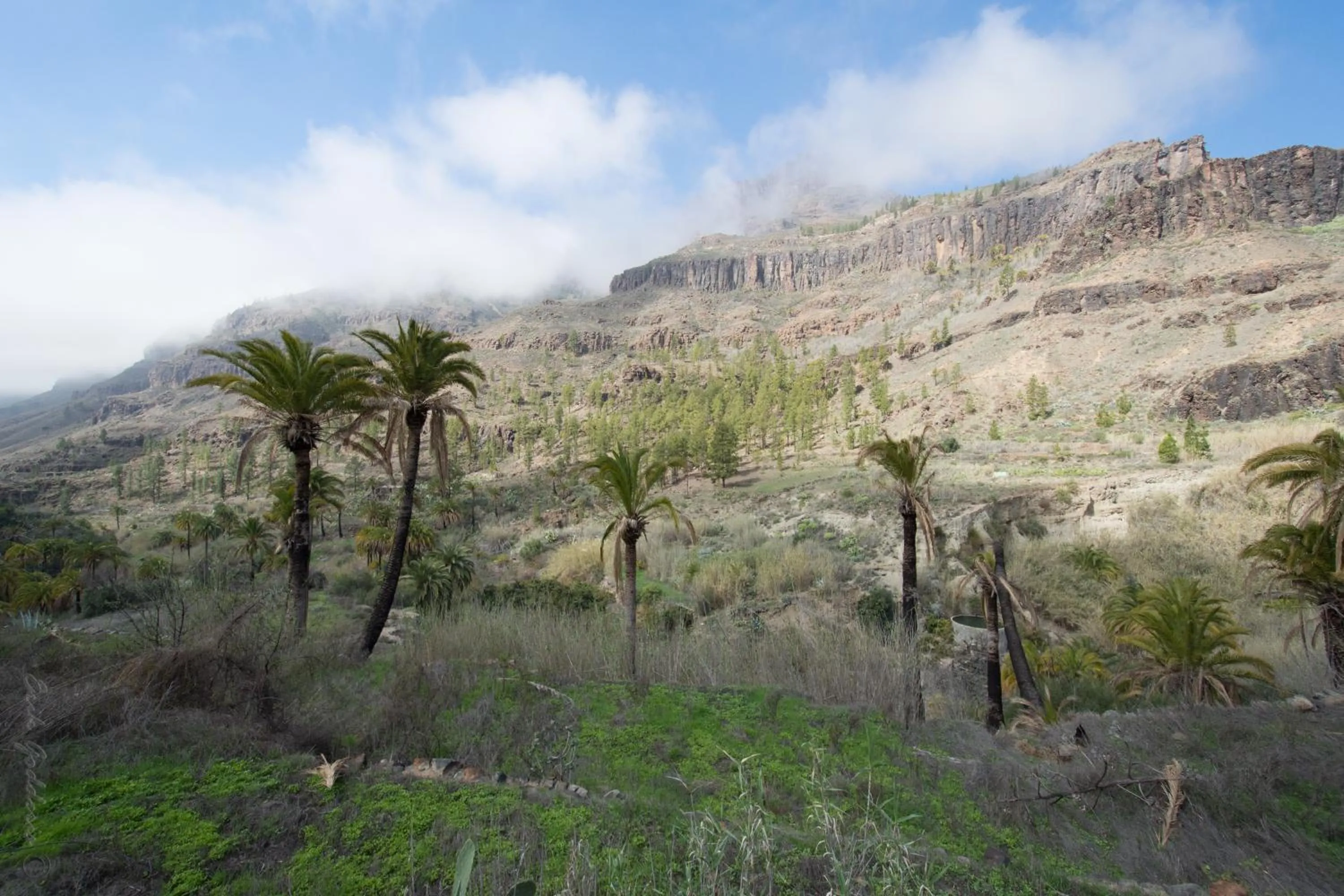 Natural landscape in Hotel Emblemático Arucas