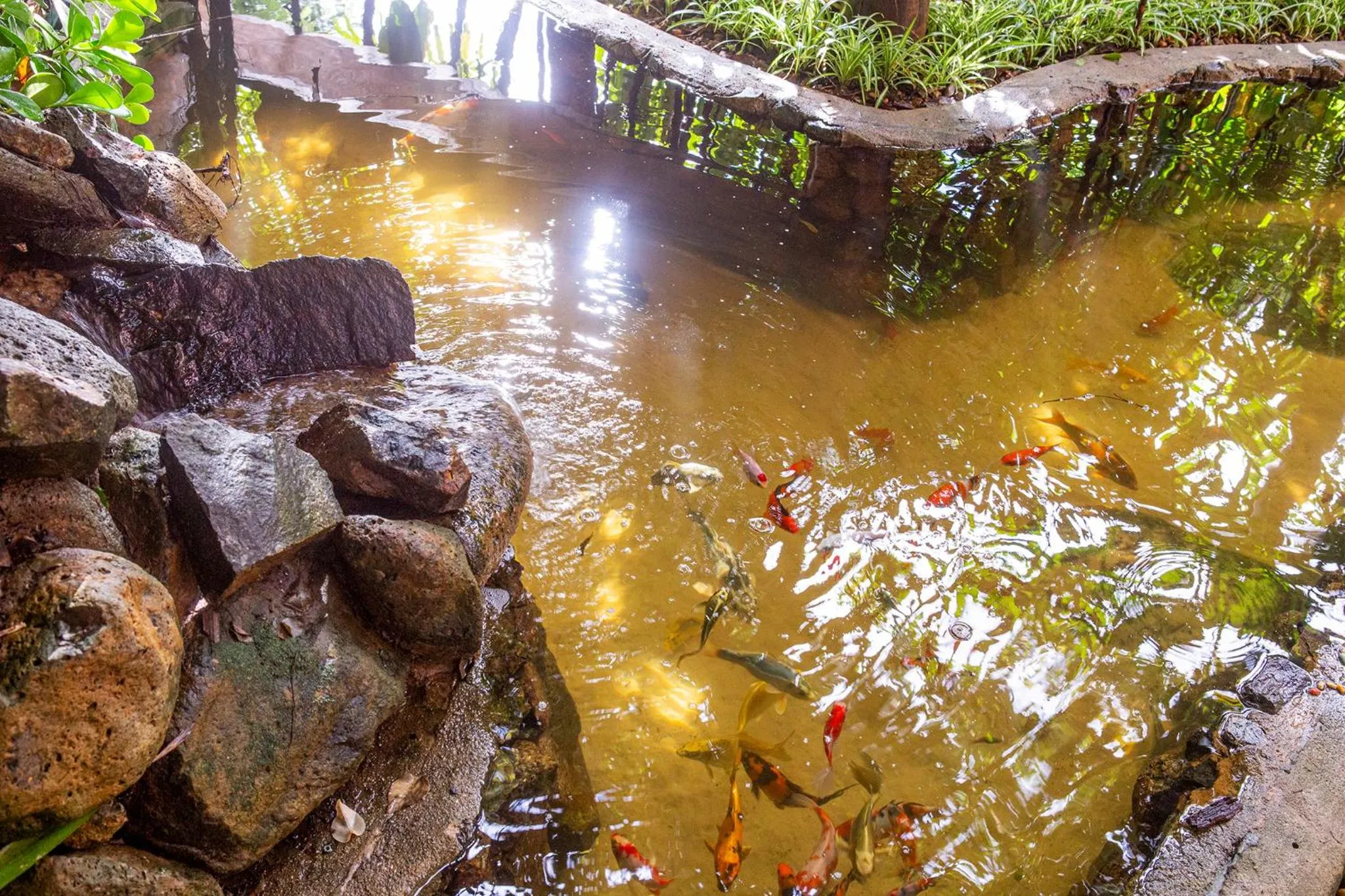 Natural landscape in Hotel Alemão Beach de Ilhabela