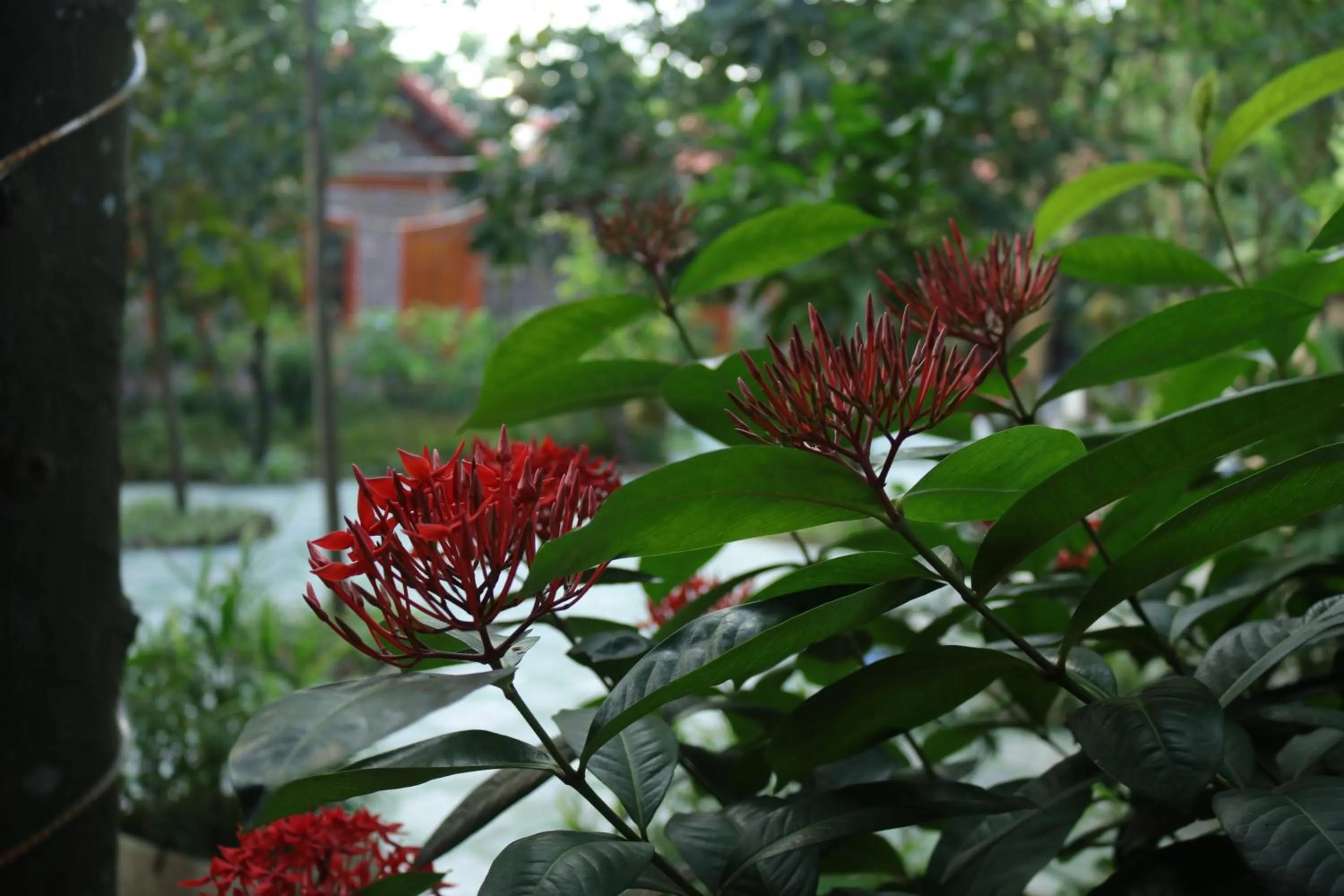Garden view in Tam Coc Thanh Dat Homestay
