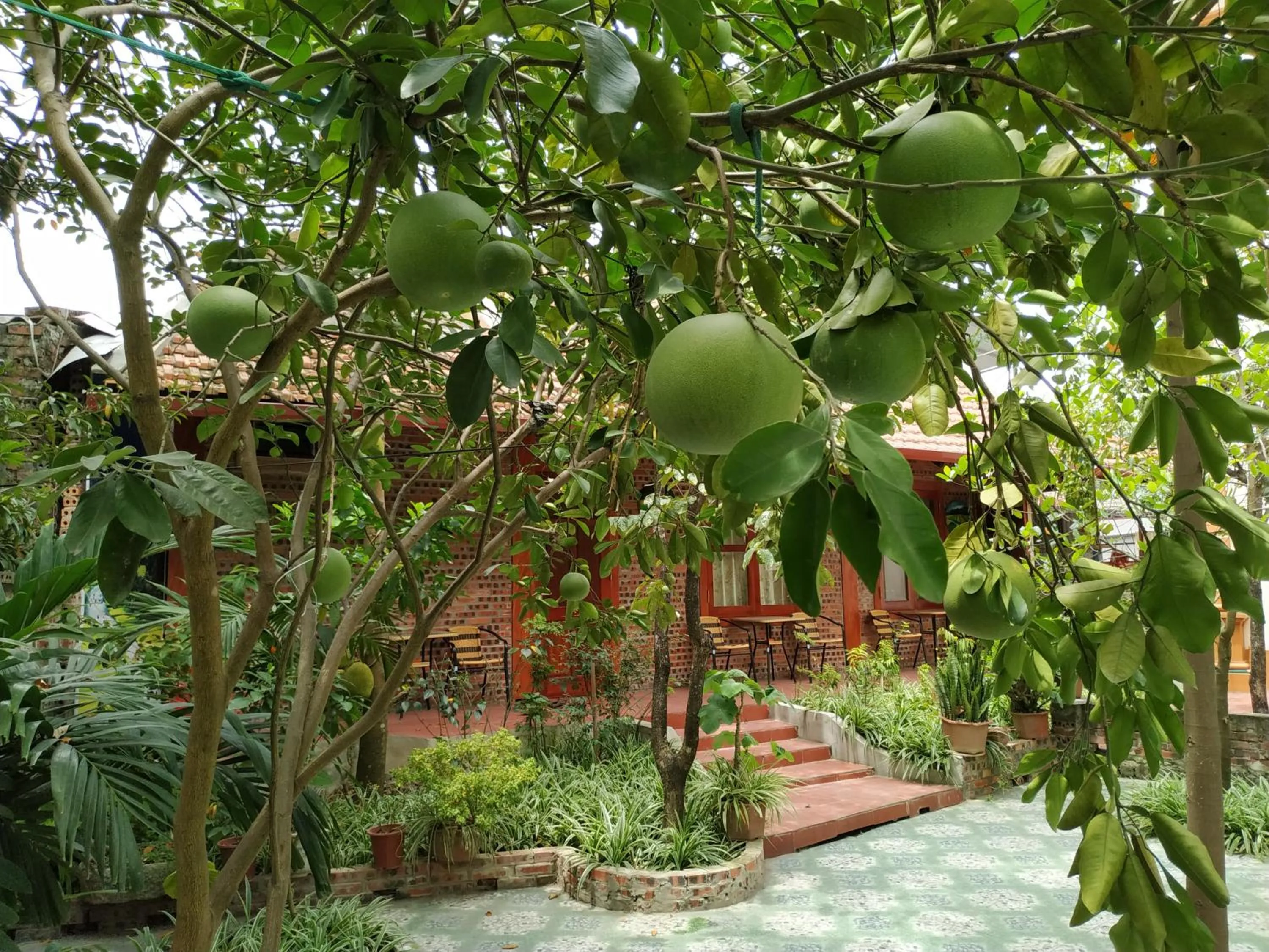 Garden in Tam Coc Thanh Dat Homestay