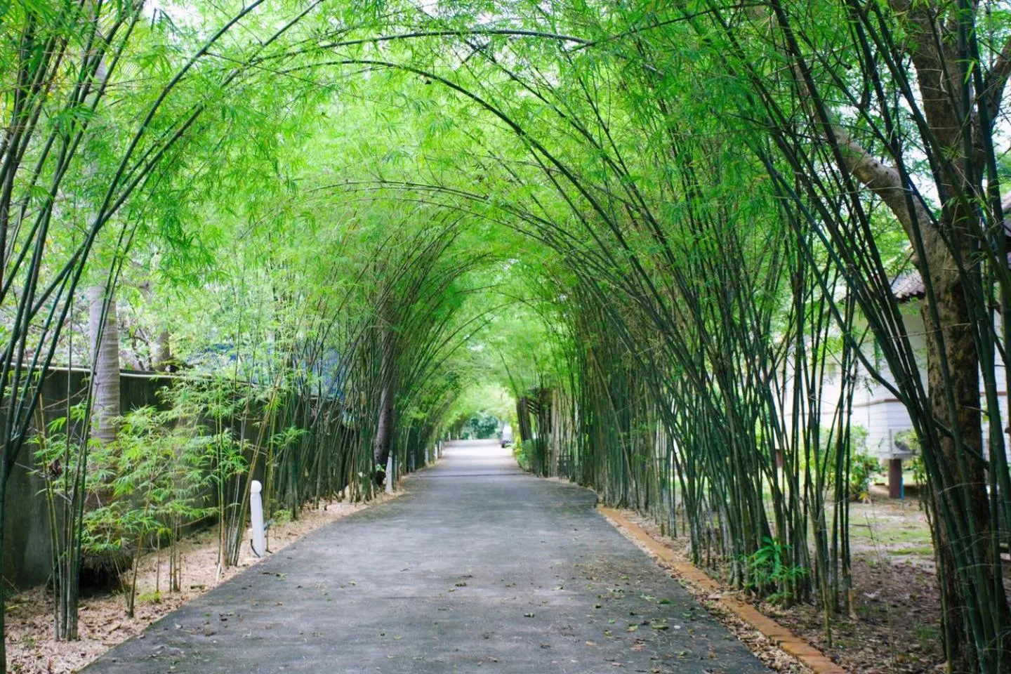 Natural landscape in Coco Palm Beach Resort - SHA Extra Plus