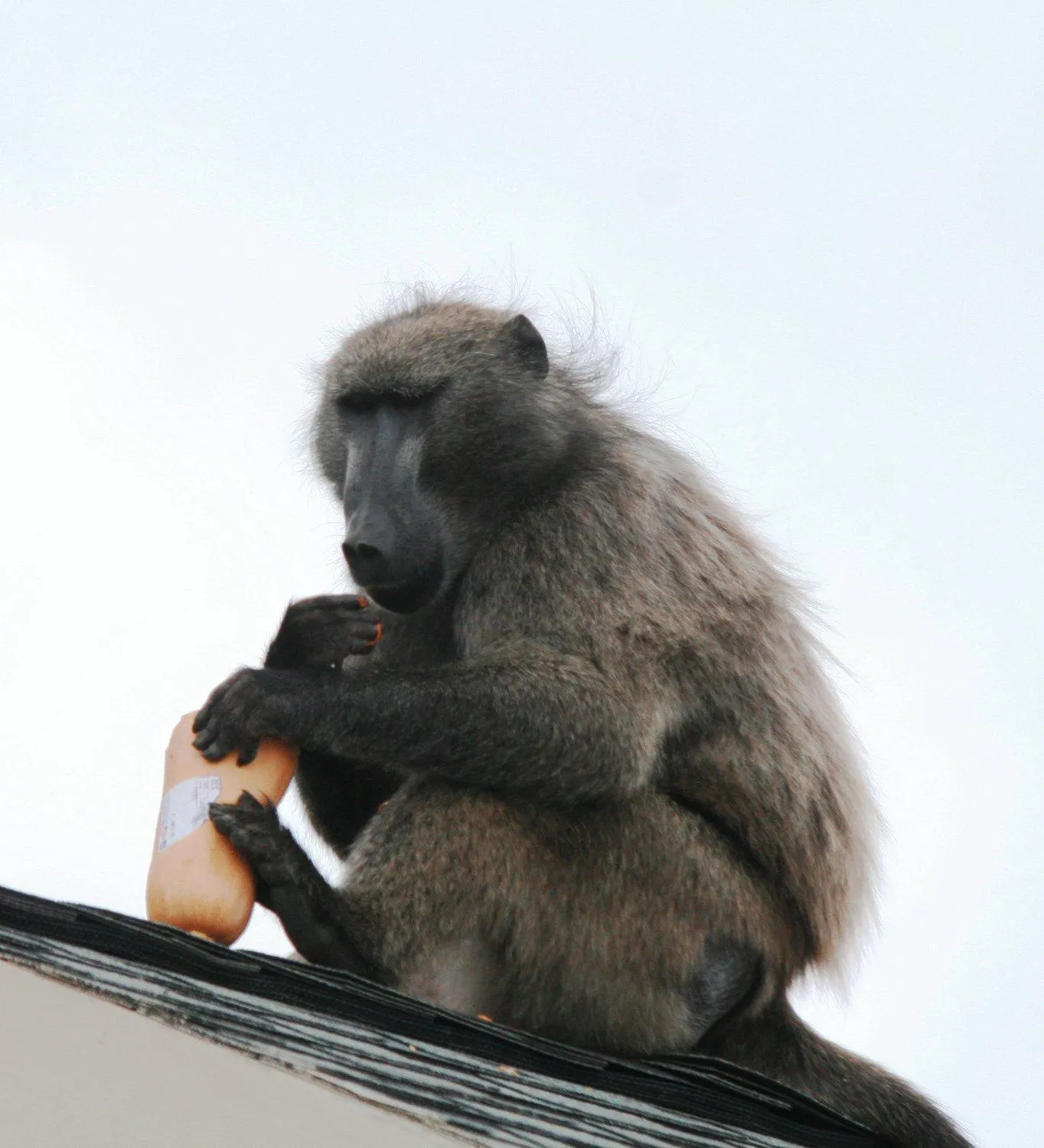 Animals in Simon’s Town Guest House