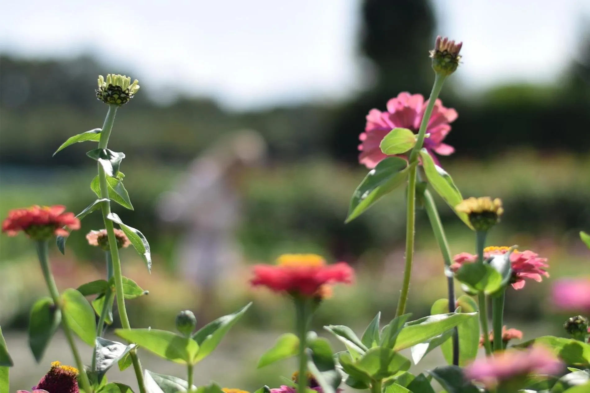 Welcome in - Sint-Anthonijshoek, studio's met eigen tuin, theeschenkerij en pluktuin