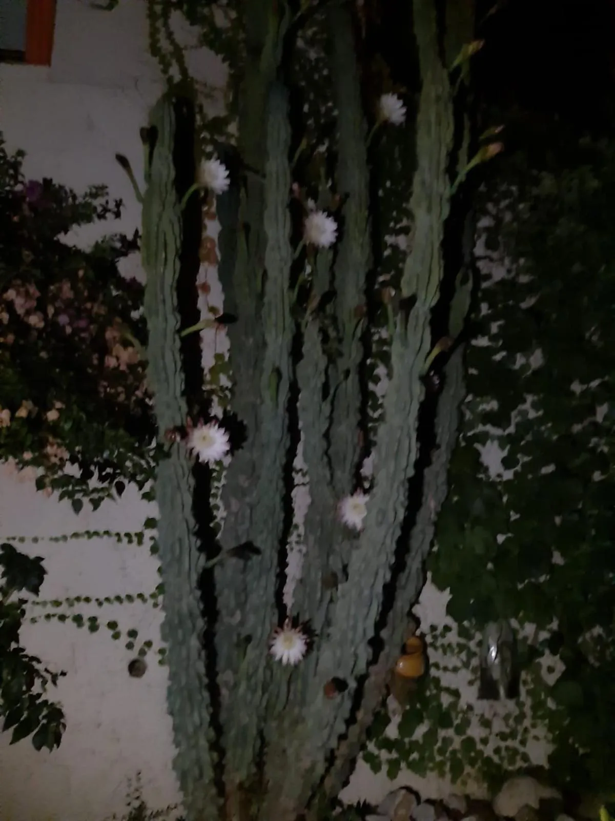 Garden in Suite & Spa Panoramic Olivars