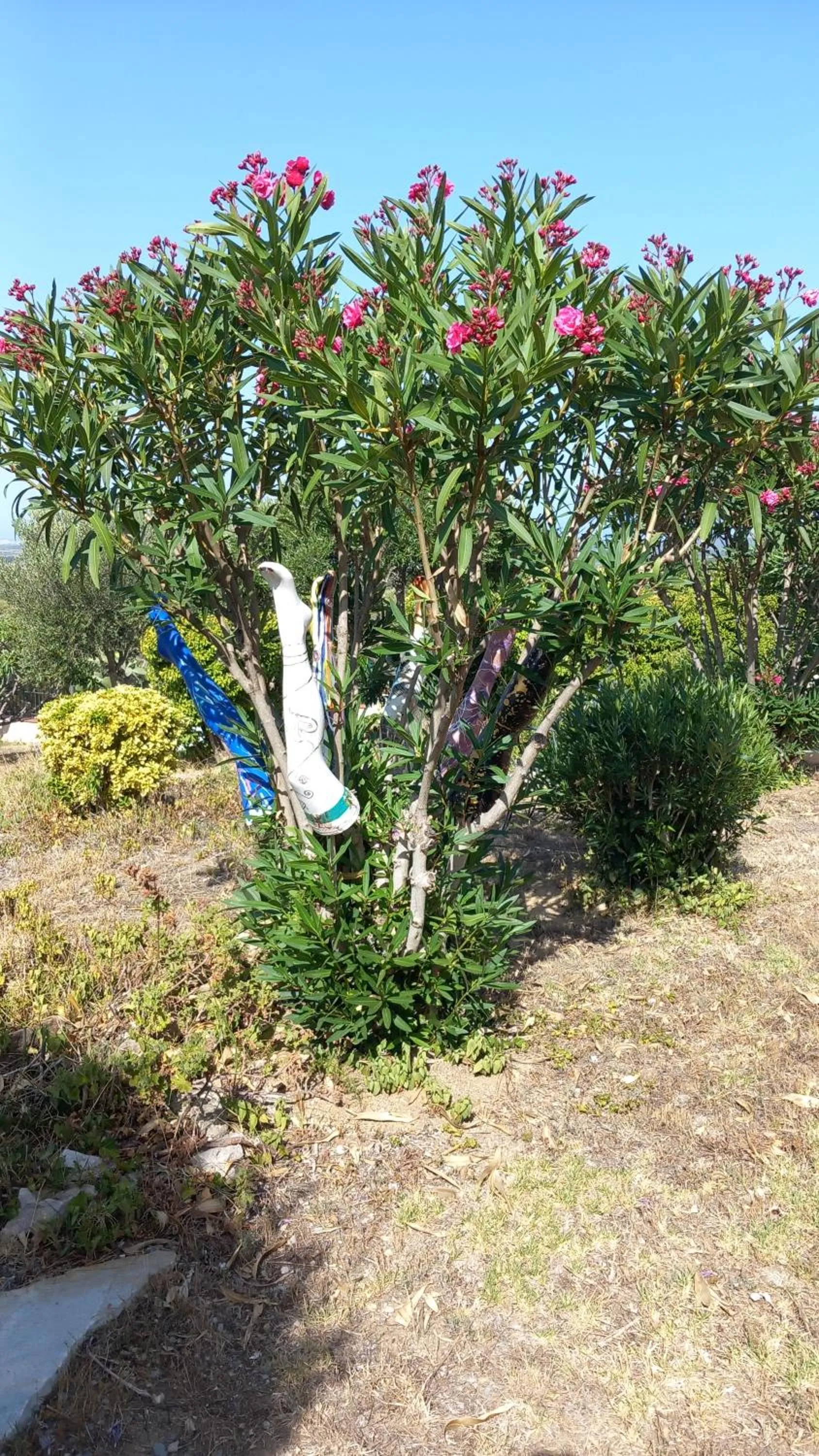 Garden in Suite & Spa Panoramic Olivars