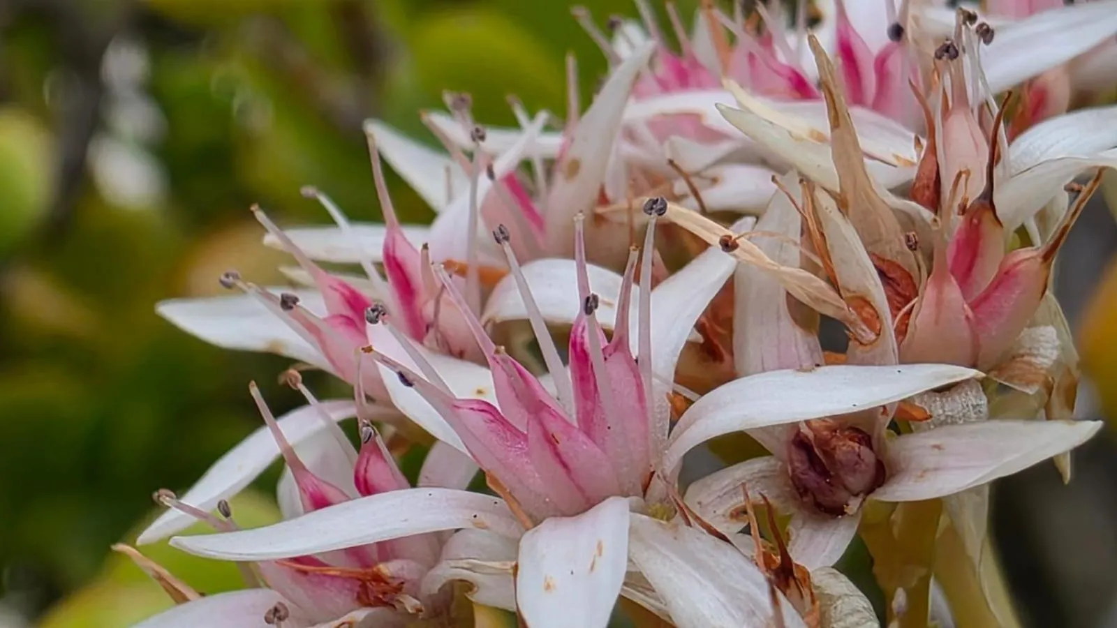 Garden in Suite & Spa Panoramic Olivars