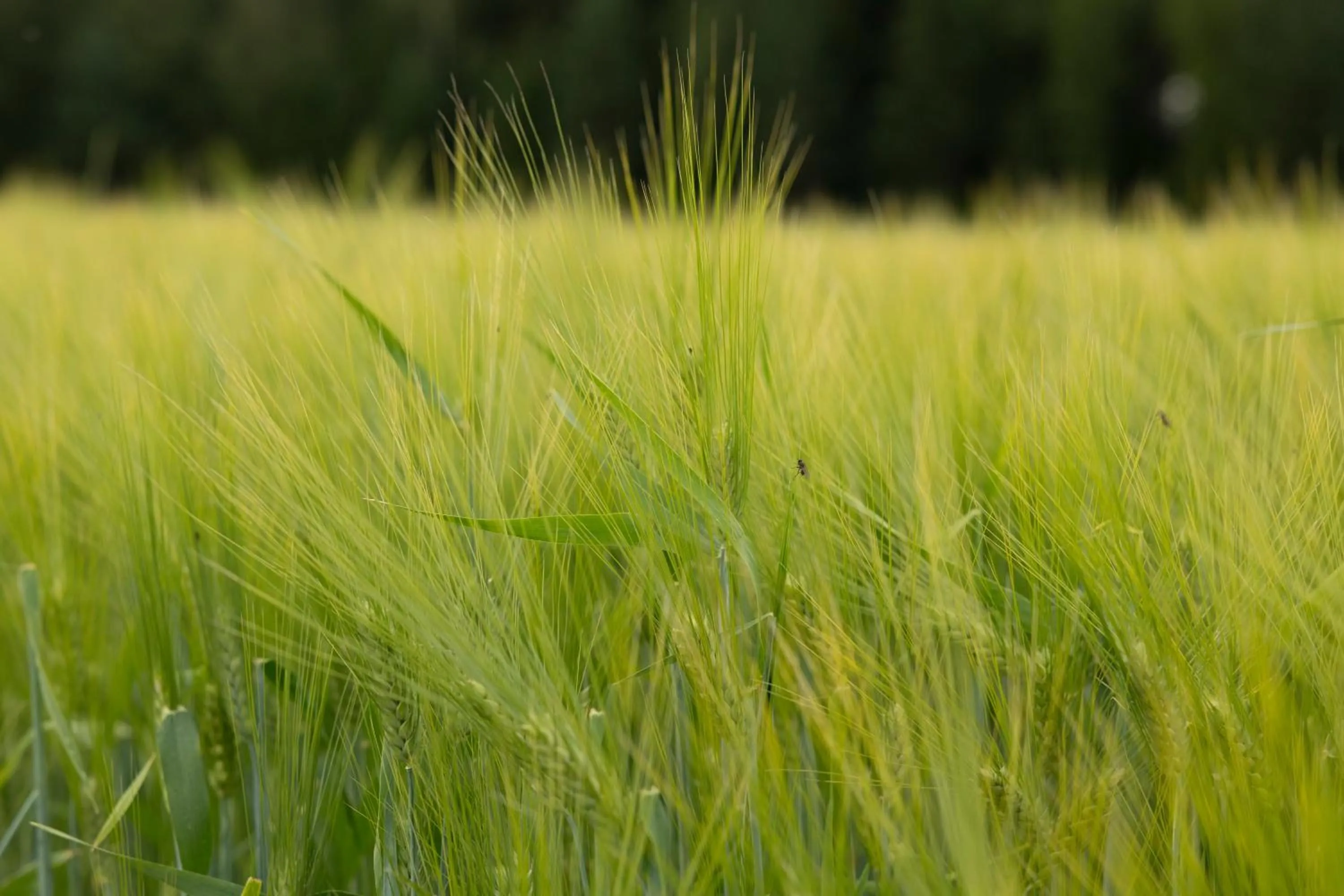 Garden in Tertin Kartano