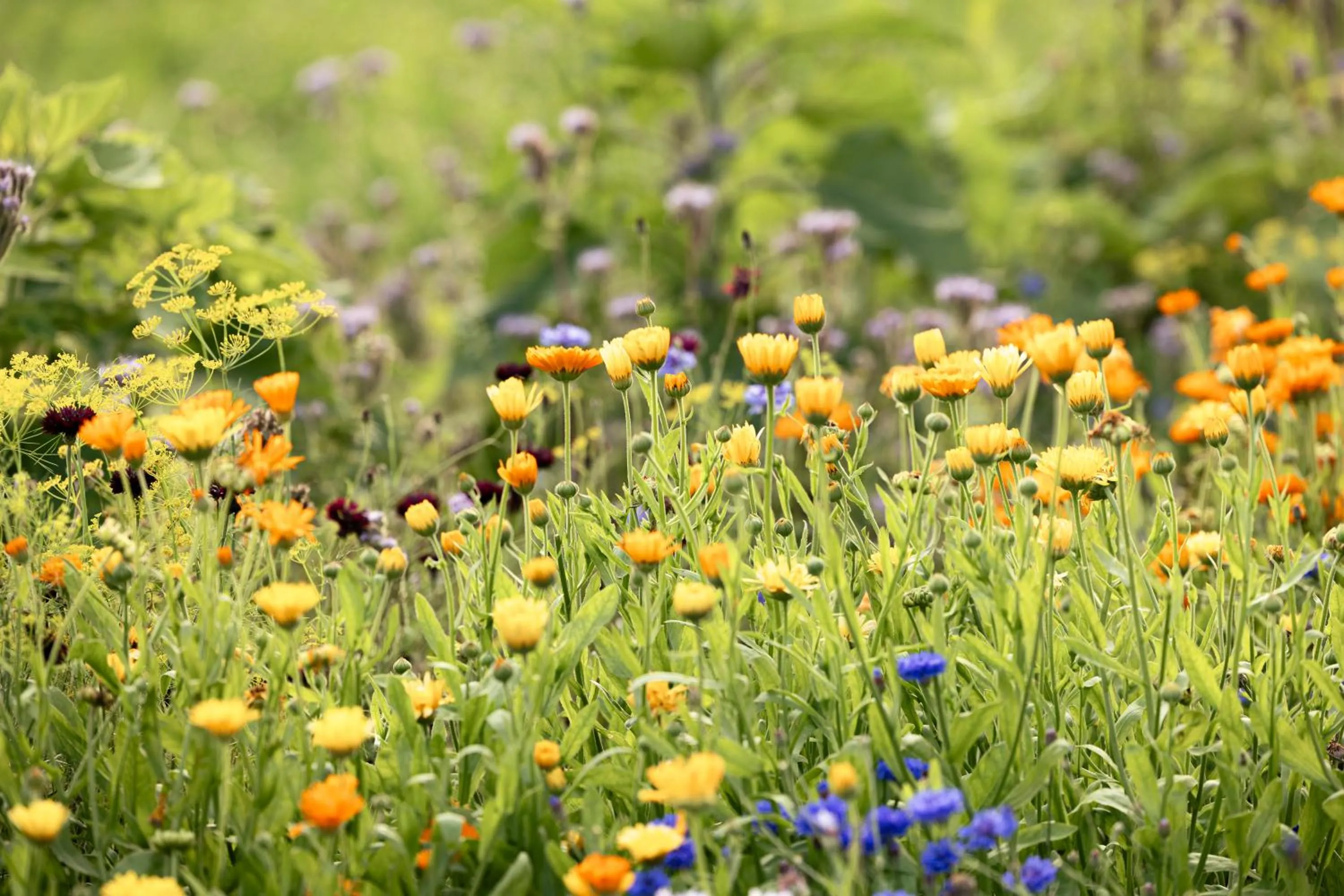 Garden in Tertin Kartano