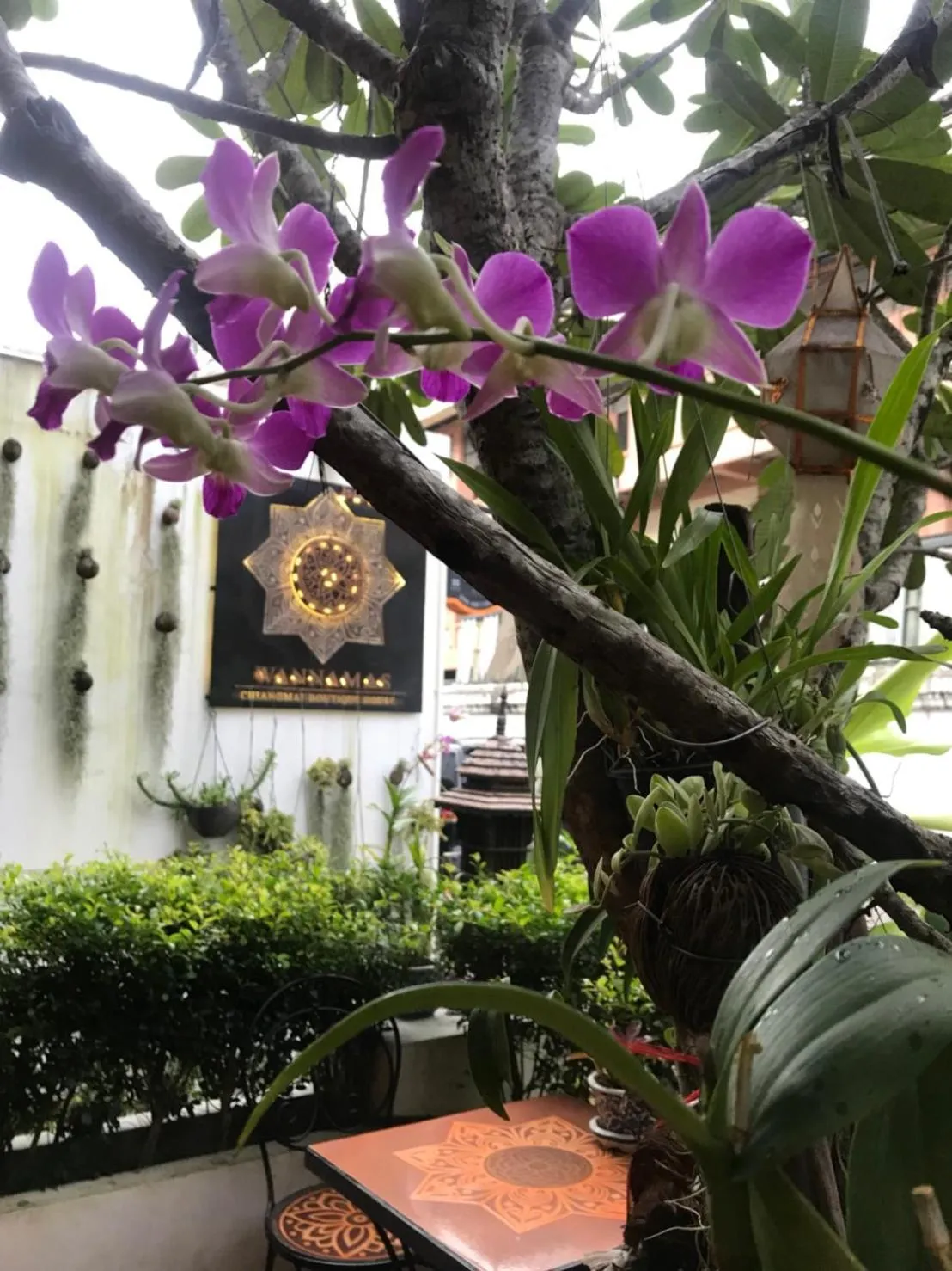 Garden in Wannamas Chiangmai Boutique House