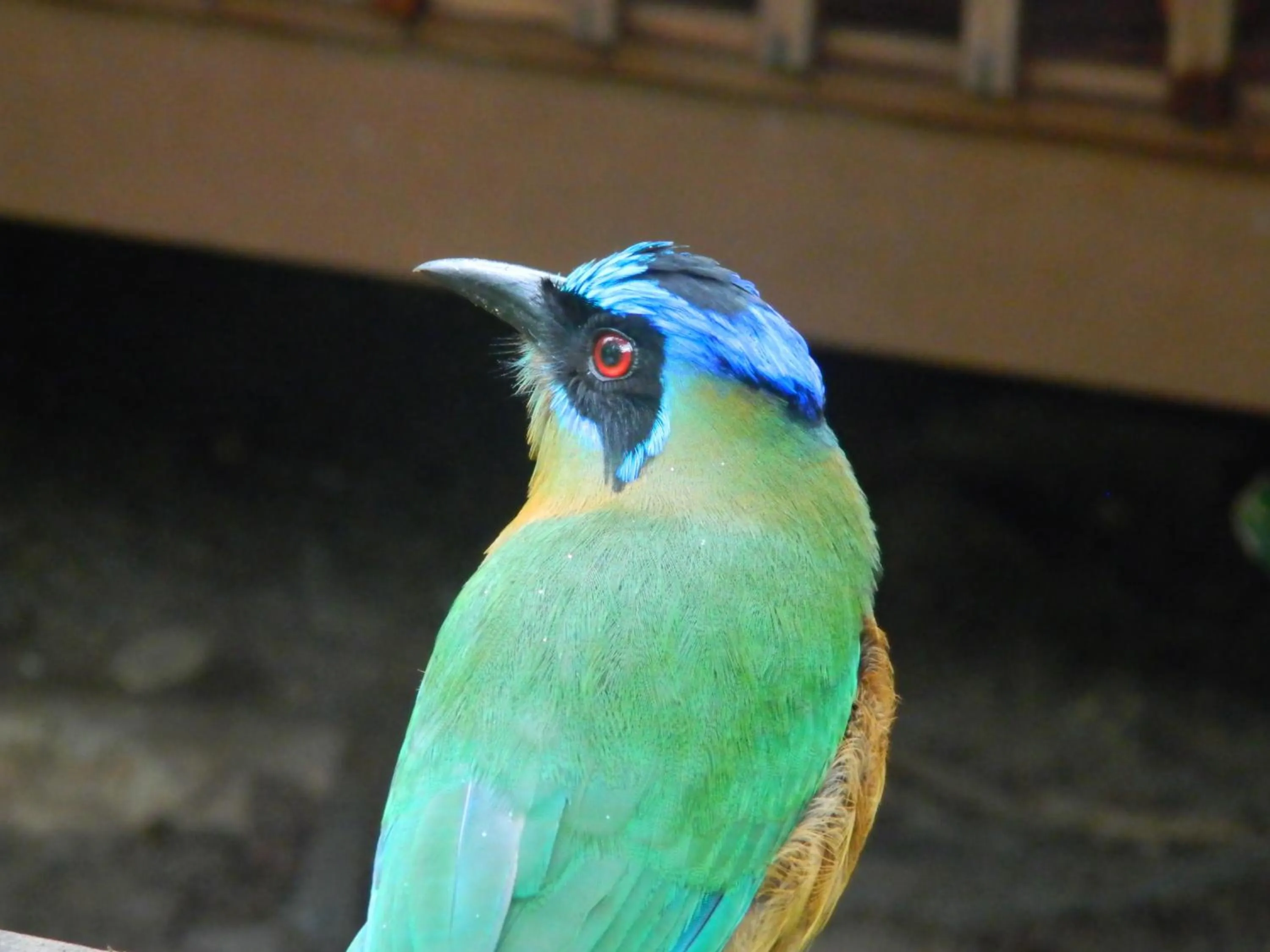 Animals in Beloalter Hotel Casa do Saulo