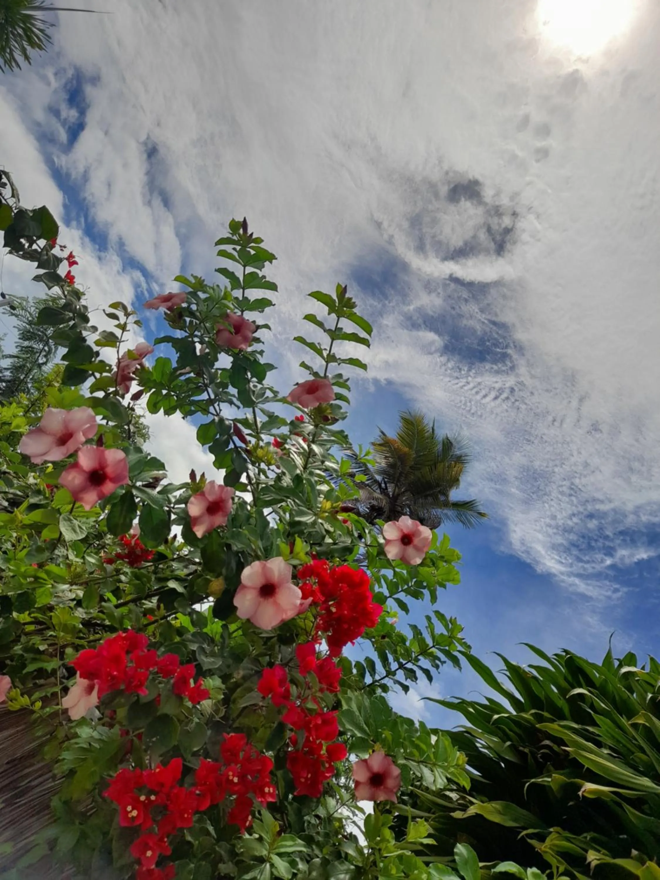 Garden in Pousada Tartaruga Cumbuco