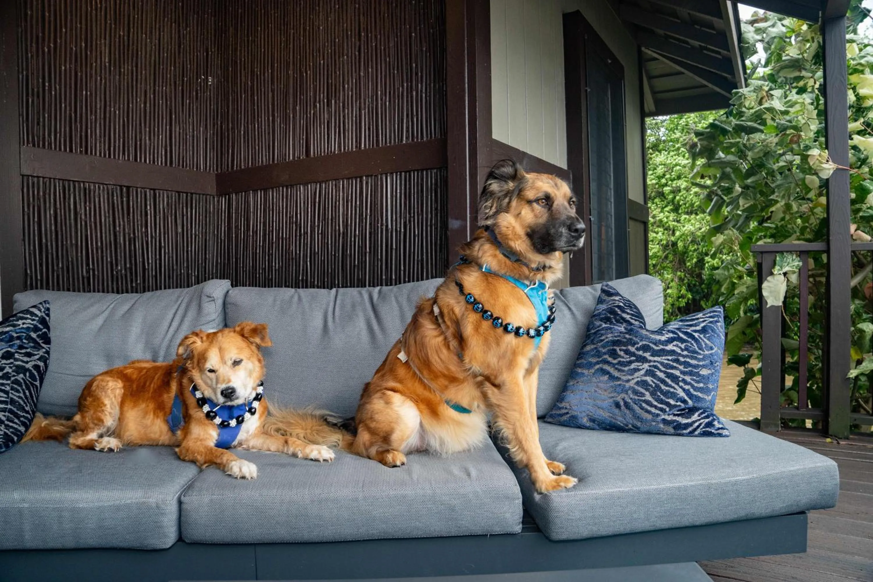 Pets in Paradise Bay Resort