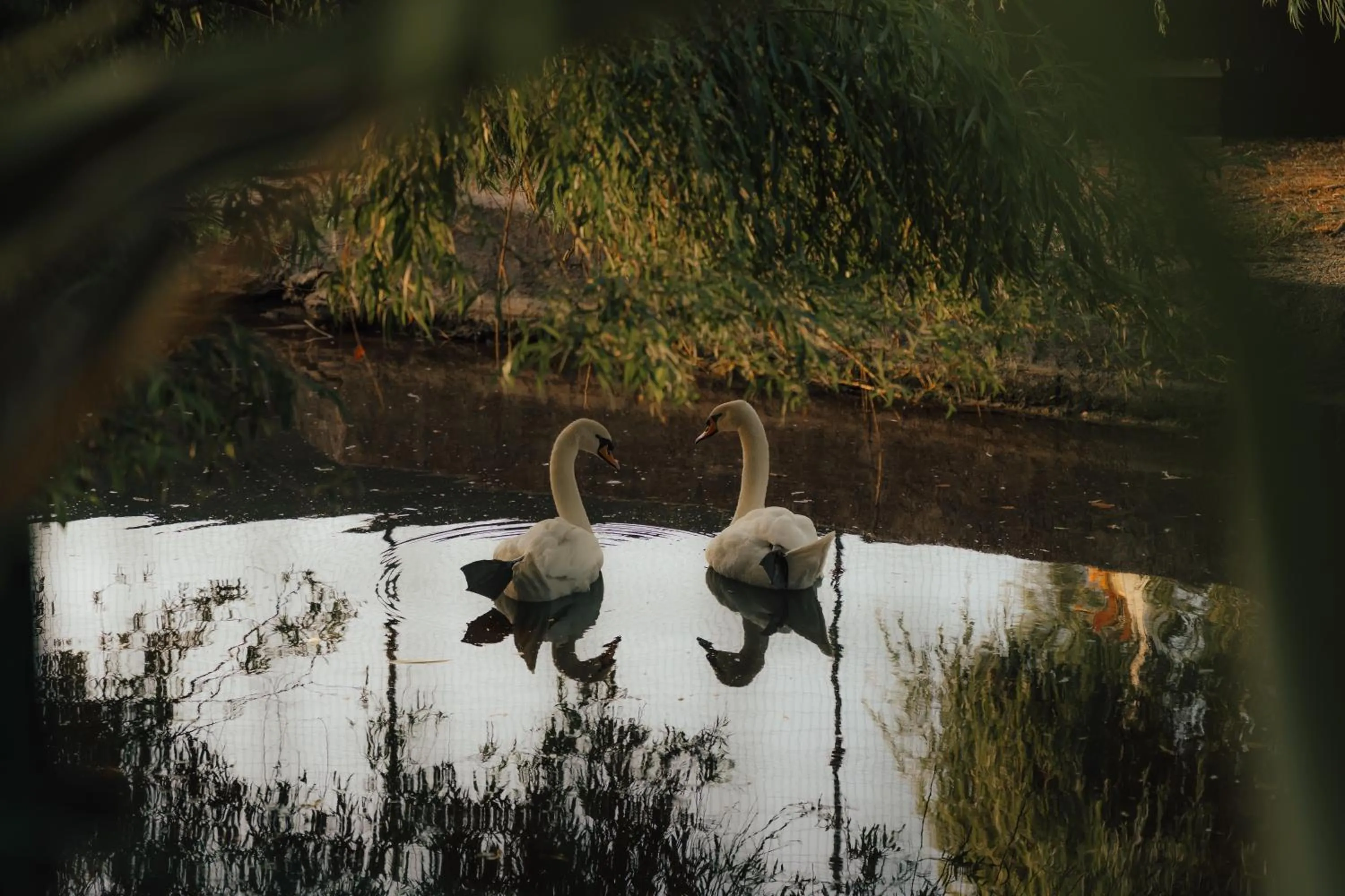 Animals in Quinta do Pinheiro Hotel E Eventos by Grupo Quinta dos Lagos