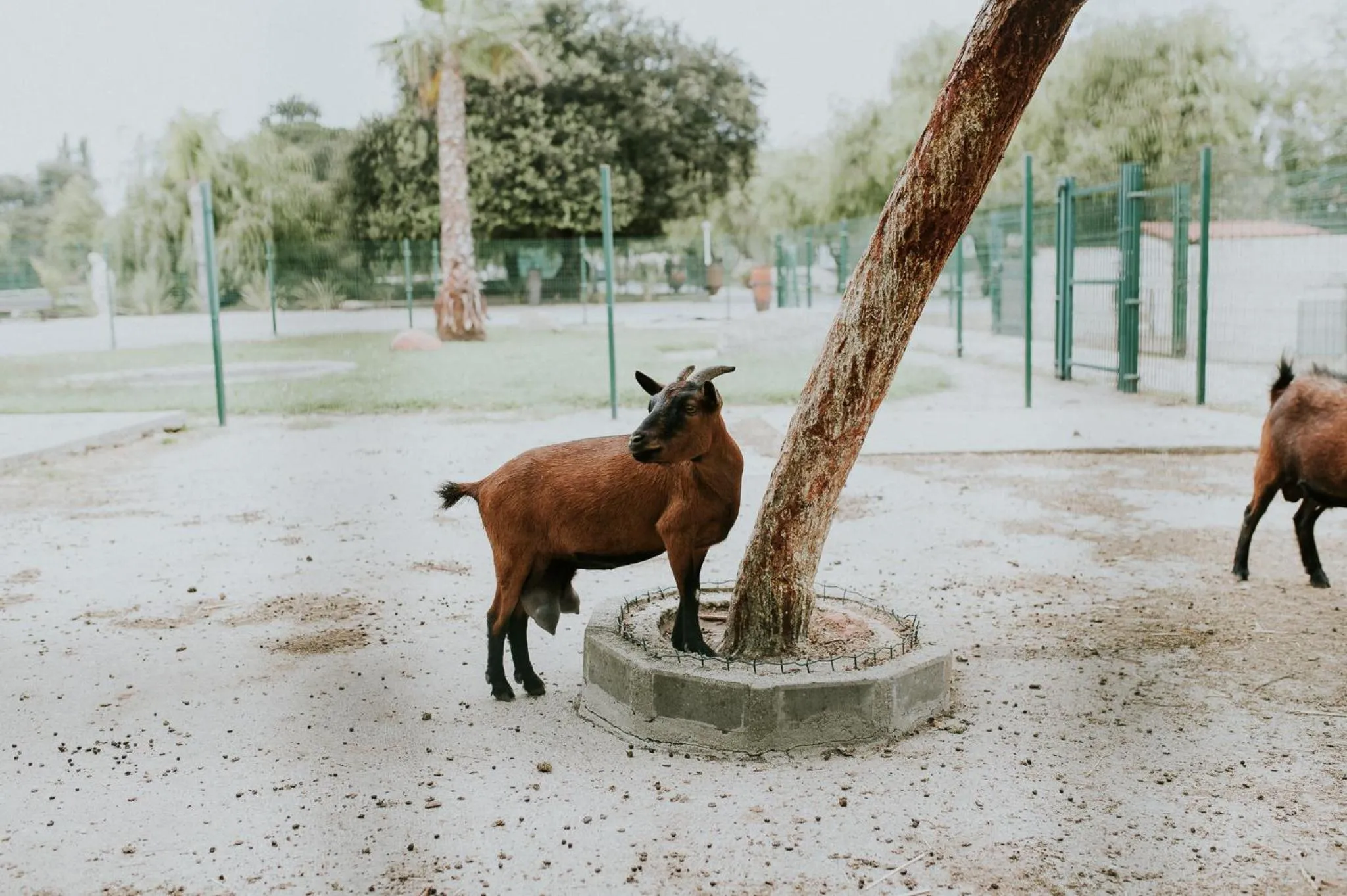 Animals in Quinta do Pinheiro Hotel E Eventos by Grupo Quinta dos Lagos