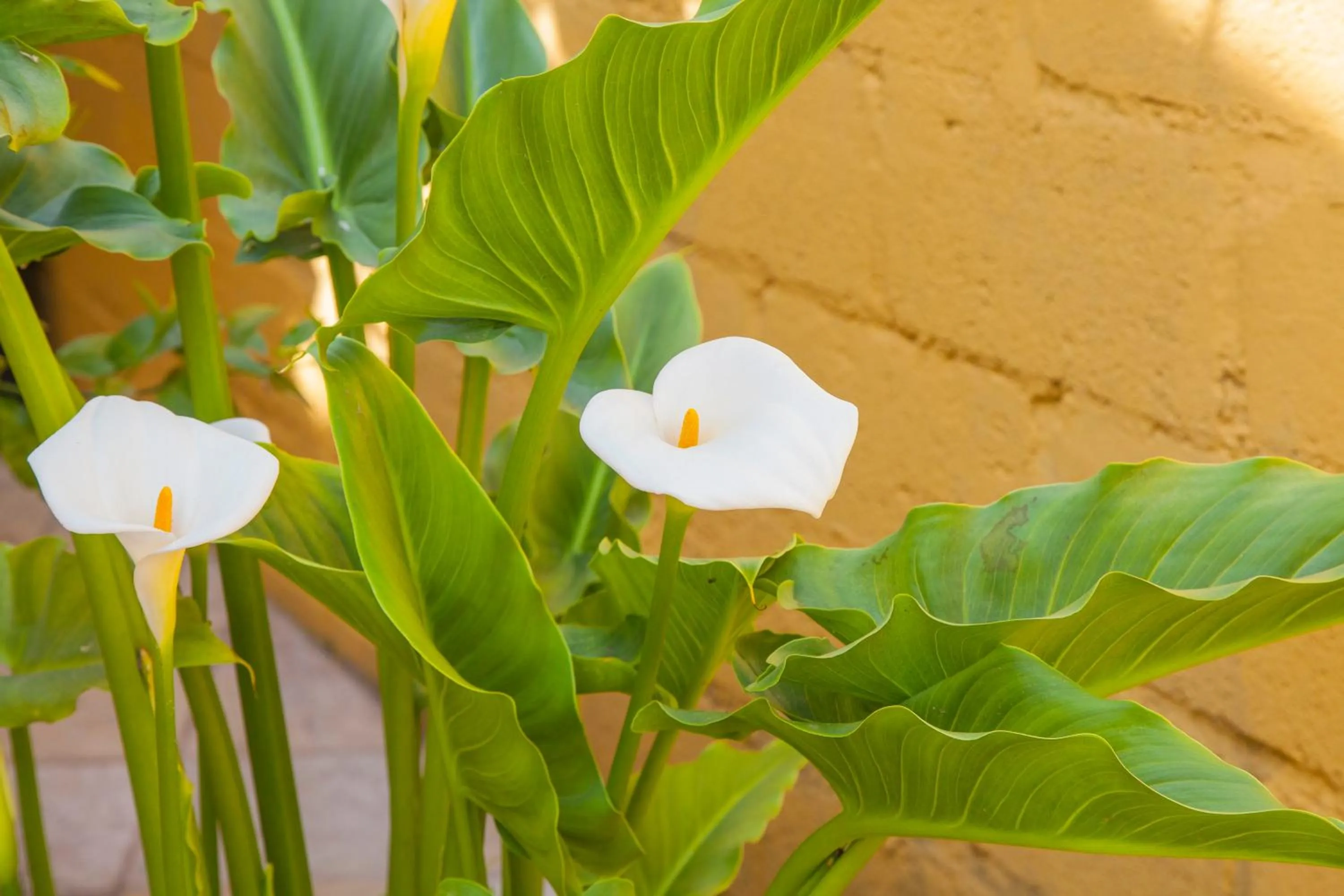 Garden in Hotel Adobe y Teja